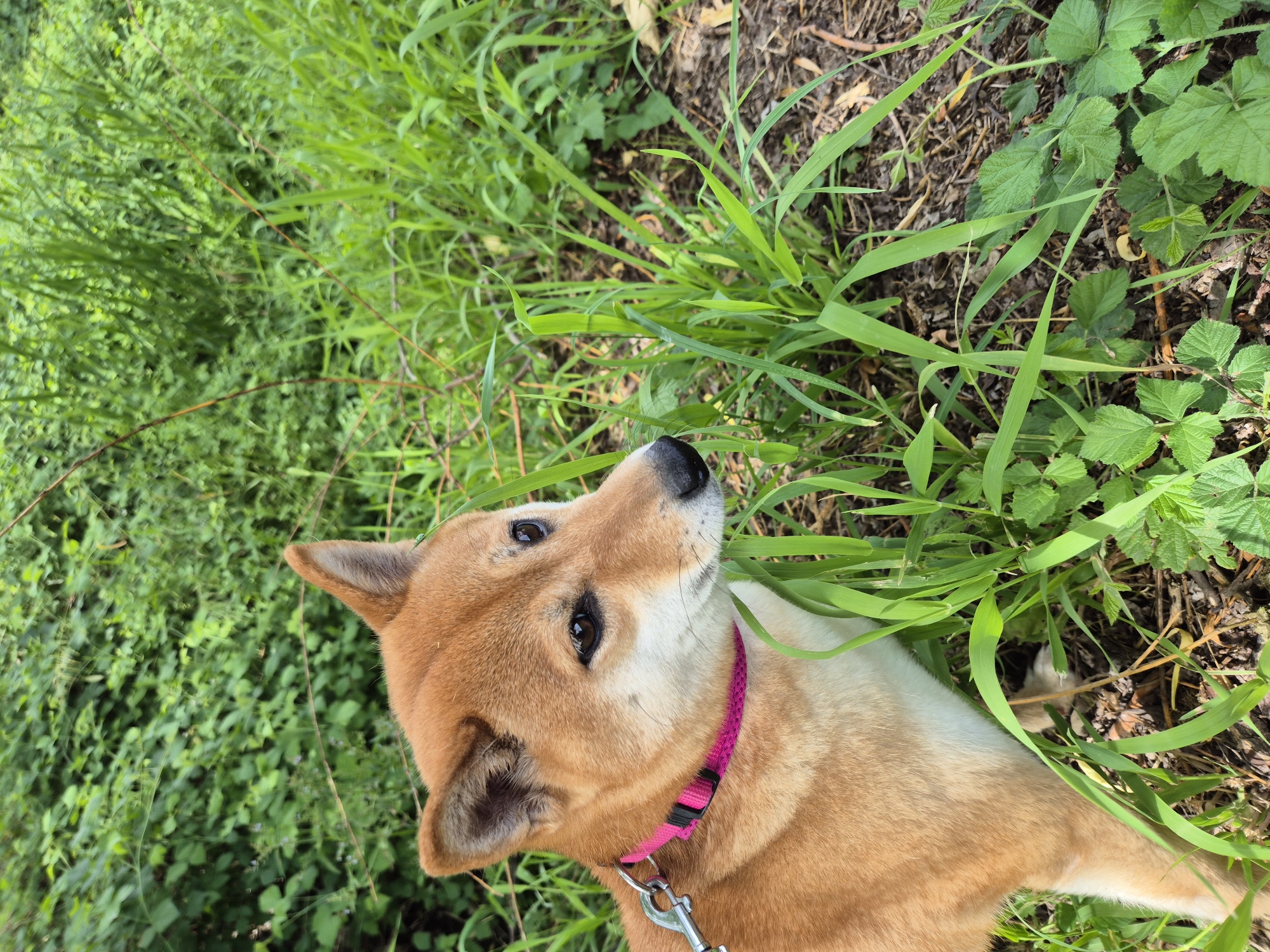 A medium close-up shot captures a tan and white Shiba Inu dog lying on its side in a lush green outdoor setting, likely in Ergolding, Germany. The dog, positioned across the lower right and center of the frame, has its head tilted upwards, looking with an attentive expression towards the upper right. Its characteristic pointed ears, dark almond-shaped eyes, and black nose are clearly visible. A bright pink collar with a black buckle and a silver metal clip is secured around its neck.
The dog is nestled among vibrant green grass and various leafy plants. To its left and behind, the vegetation appears dense and slightly blurred, suggesting depth. To its right and in the foreground, there are patches of exposed dark soil and dry leaves/twigs intermingled with tall blades of grass and broader green leaves. The lighting is bright and natural, indicating it is daytime. The image is taken from an overhead perspective, looking down at the dog and its surroundings. No text is visible in the image.