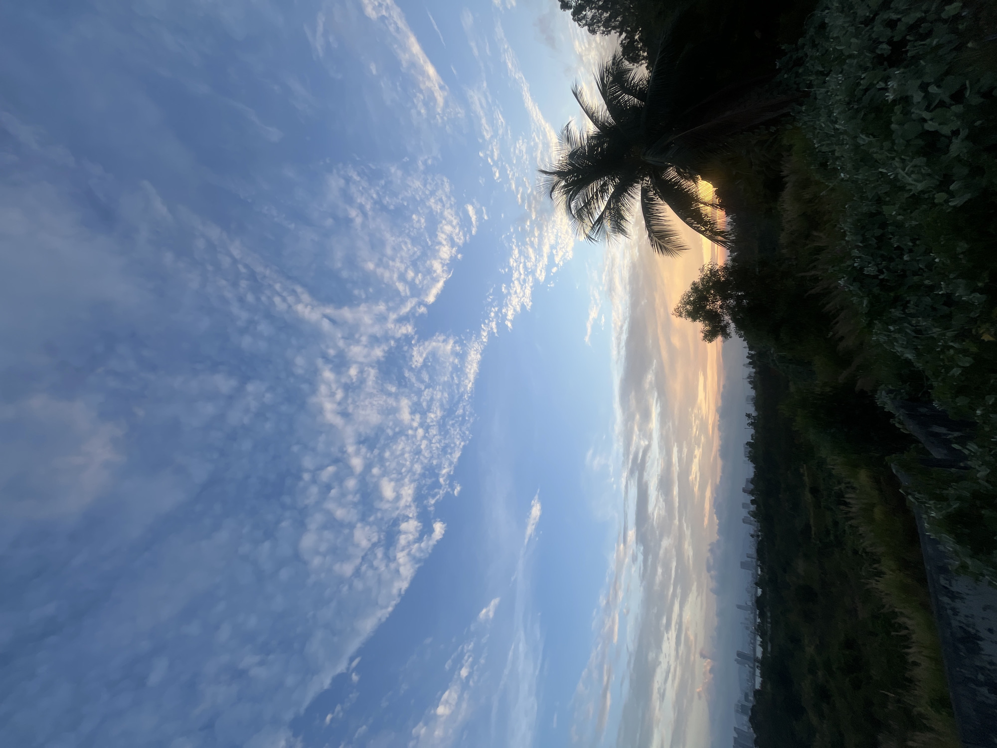The image depicts a serene natural landscape bordering a city skyline at dusk. In the foreground, lush green vegetation, including leafy bushes and tall grasses, covers a slight incline. A dark concrete structure is visible along the bottom left edge. Dominating the mid-ground is a silhouette of a palm tree, its fronds fanned out against the sky, with other trees and dense foliage forming a dark mass behind it.
Beyond the vegetation, a body of water stretches towards a distant city skyline, characterized by numerous high-rise buildings. The city appears to be located in Đà Nẵng, Vietnam, identifiable by its characteristic coastal urban development.
The sky is a dramatic canvas of color. A gradient of blue transitions from a deep azure at the top to lighter shades near the horizon, where a warm orange glow signals the setting sun. Wispy white clouds are scattered across the sky, some appearing in delicate, streaky patterns, while others are more rounded and compact. The overall lighting suggests the soft light of twilight. No people or animals are visible in the scene.