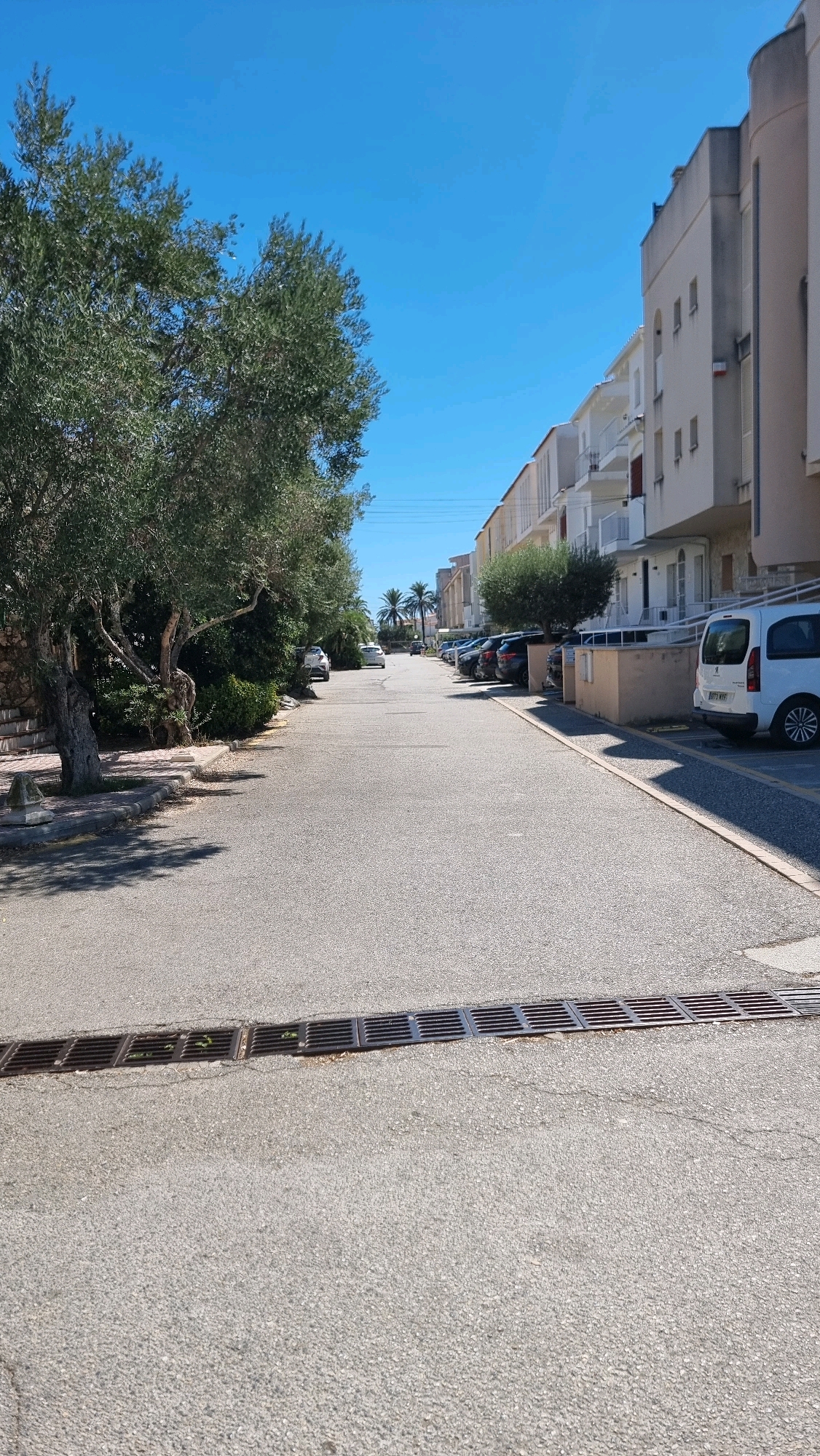 The image depicts a straight, paved street in what appears to be a residential or tourist area. The street is lined with buildings on the right and trees and vegetation on the left. The sky is clear blue.
On the right side of the street, there is a row of multi-story buildings with white balconies and cream-colored facades. Cars are parked along the curb in front of these buildings, including a white van parked prominently in the foreground. A metal grate is embedded in the pavement across the width of the street, approximately in the middle of the image.
On the left side of the street, there is a large olive tree with a thick trunk and dense foliage. Beyond the tree, there are more trees and greenery. There is a low stone wall or planter box near the base of the olive tree. Further down the street, palm trees are visible.
The scene is well-lit, suggesting it is daytime. The overall impression is one of a quiet, sunny street in a Mediterranean climate, likely in a town or village in the region of Castelló d'Empúries, Spain.