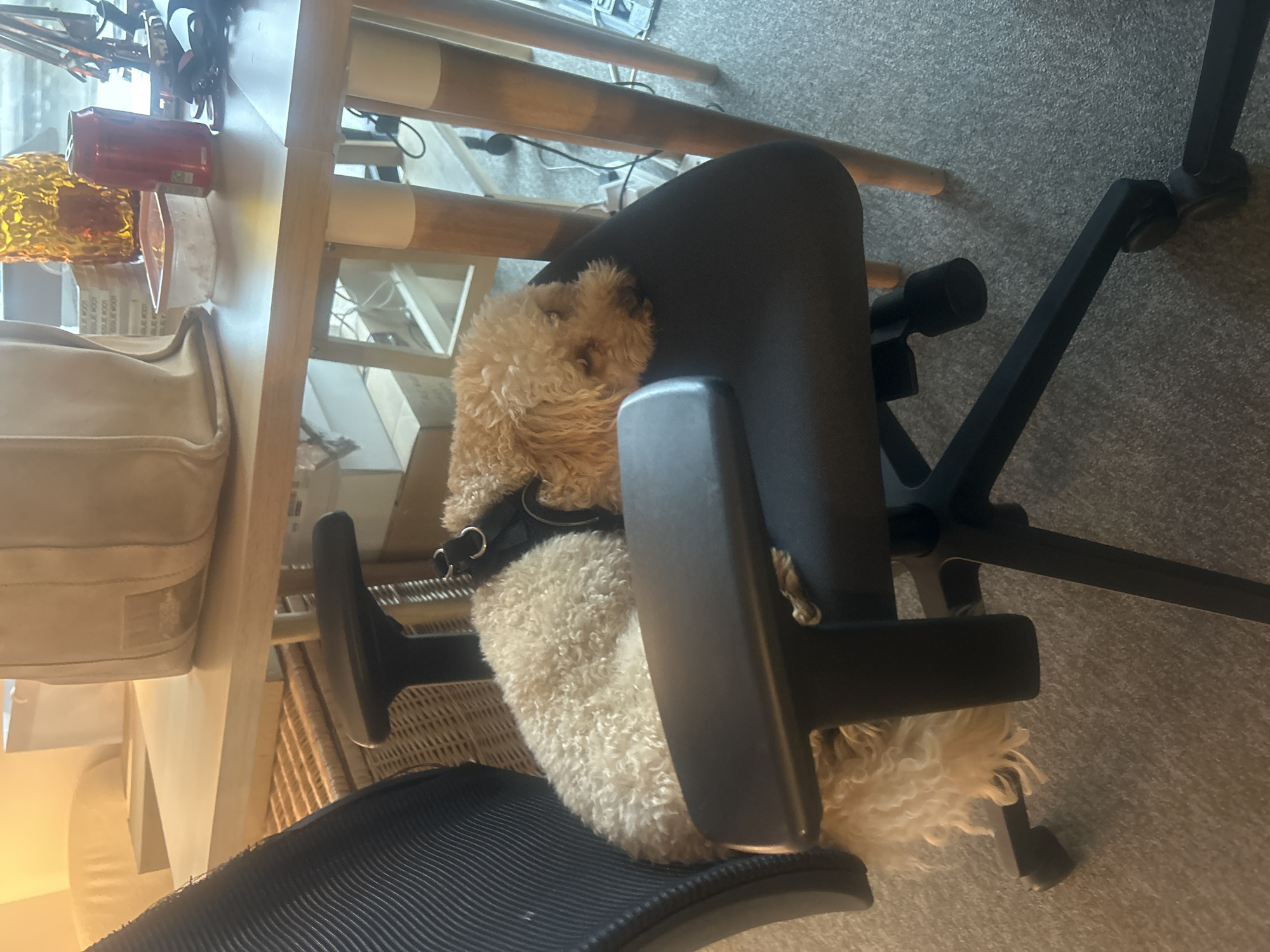 The image depicts an indoor scene with two small, curly-haired dogs occupying a black office chair. The specific location within the city of London, United Kingdom, cannot be determined from the visual evidence.
A lighter cream-colored dog, wearing a black harness with silver rings, is curled and resting on the left side of the chair's seat and backrest. A second, tan-colored dog is lying with its head resting on the right side of the chair's seat, facing left. Both dogs appear to be asleep or stationary.
The black office chair features a mesh back, black armrests, and a five-spoke base with black casters, positioned on a light grey carpeted floor. Behind the chair, a light-colored wooden table with legs featuring both wooden and white sections is visible.
On the table's surface, from left to right, are a large, light-colored tote bag, an amber-colored textured glass vase or decorative object, a clear plastic container with an orange lid holding white granular material, and a red beverage can. Indistinct wires and parts of a monitor stand are also present on the table to the right.
The background shows a light-colored sofa or armchair to the upper left, a wicker basket underneath the table on the left, and several cardboard boxes stacked under the table in the center-right. A window or light source is partially visible in the upper right. The environment appears to be an office or living space, brightly lit. No human subjects are visible.