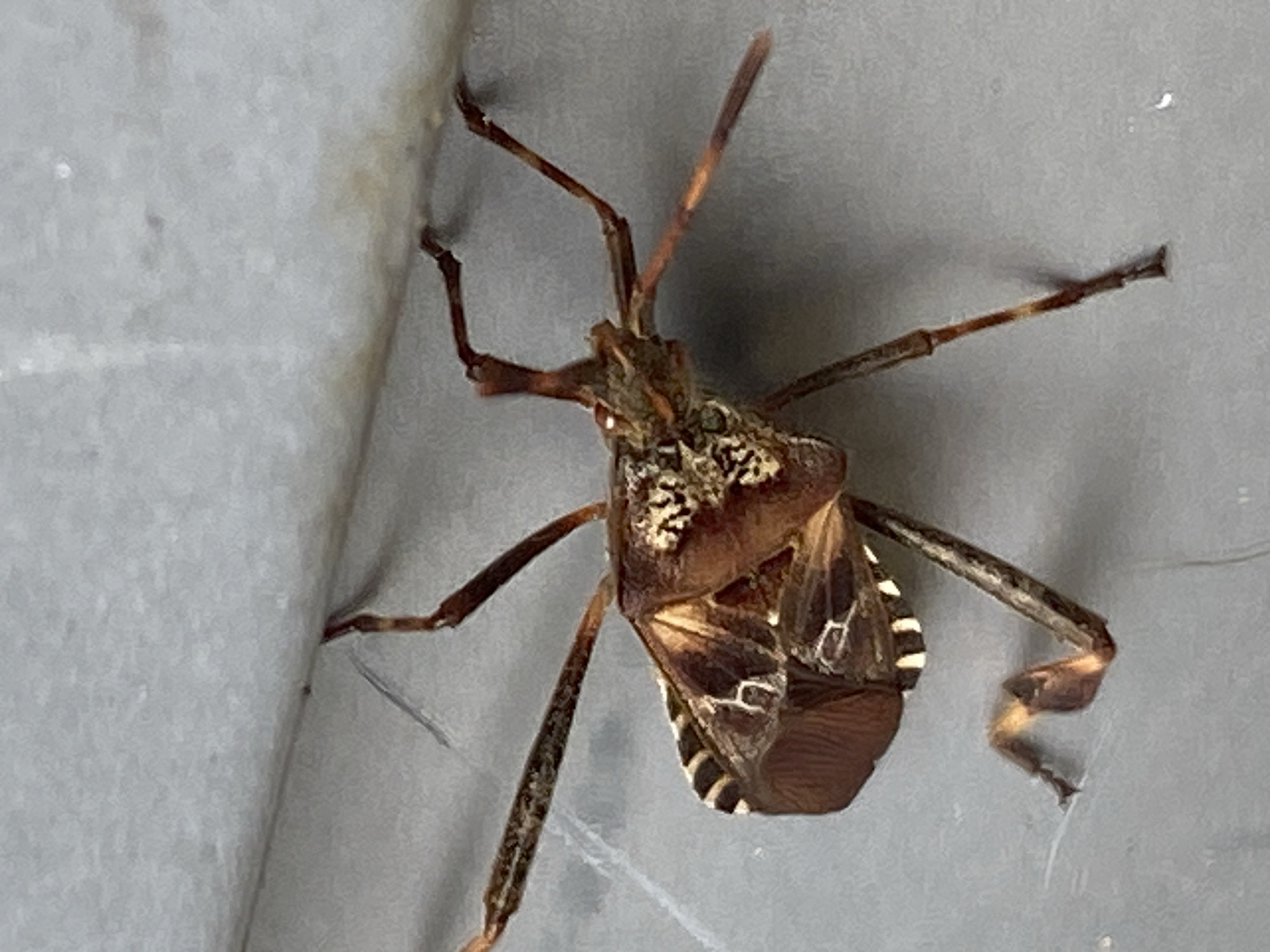A close-up, eye-level shot shows a large, brown insect with intricate patterns on its exoskeleton. The insect is positioned on a textured, gray surface that appears to be a wall or an outdoor structure. Its legs are extended, with some appearing to grip the surface. The insect's body is elongated, and its wings are partially visible, revealing striped markings along the edges. The lighting is even, with no harsh shadows, suggesting an overcast day or diffused light source. The background is out of focus, emphasizing the sharp detail of the insect. The location is the city of Purkersdorf, Austria.