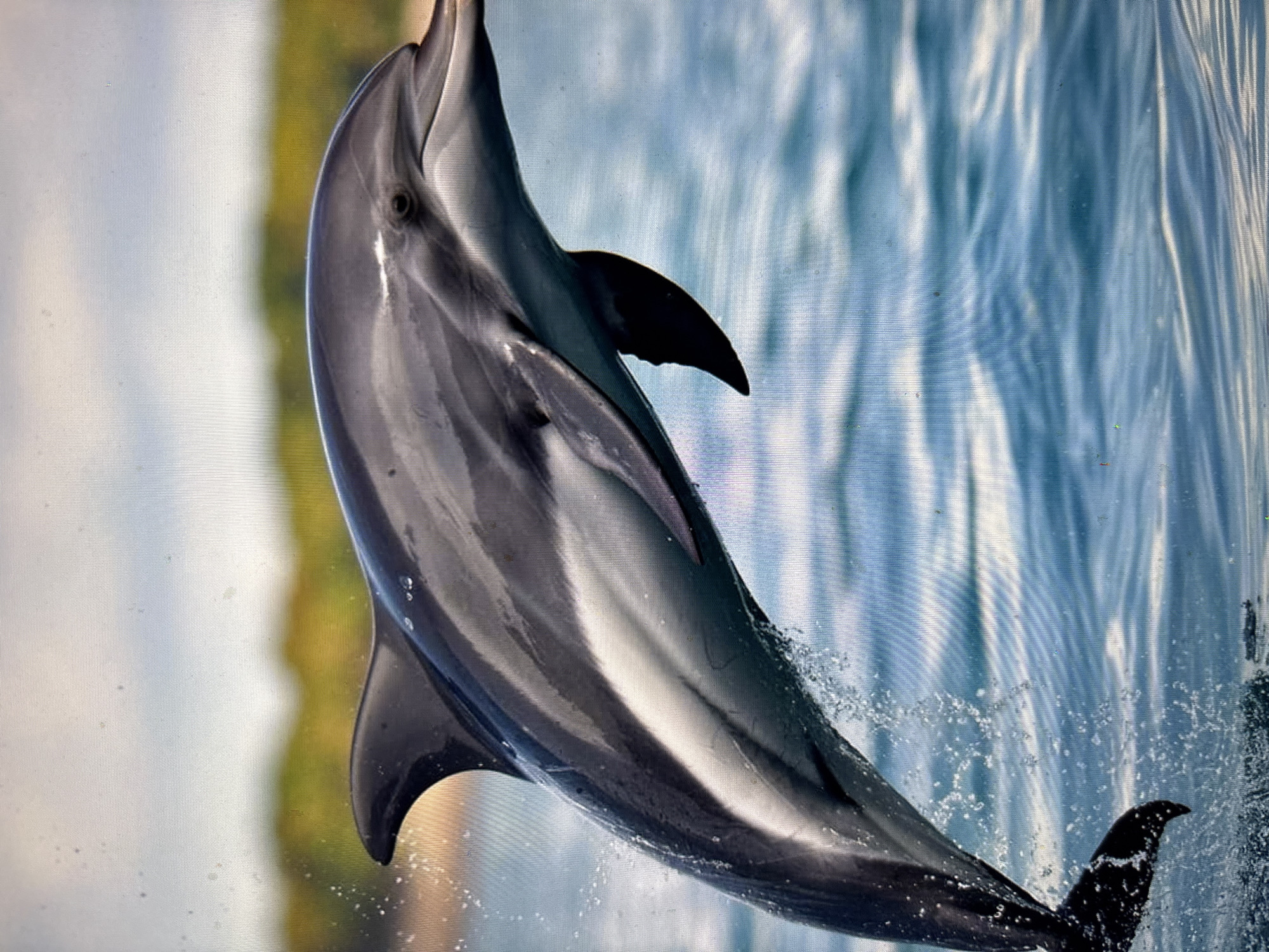 A dolphin leaps from the blue water, its grey and white body arched in mid-air. Its dorsal fin is prominent, and its streamlined body is sleek and wet. Water droplets splash around the dolphin as it breaks the surface. The background is a blurred expanse of green foliage and a pale sky, suggesting a natural, coastal environment. There are no indications of the city of Sofia, Bulgaria in this image.