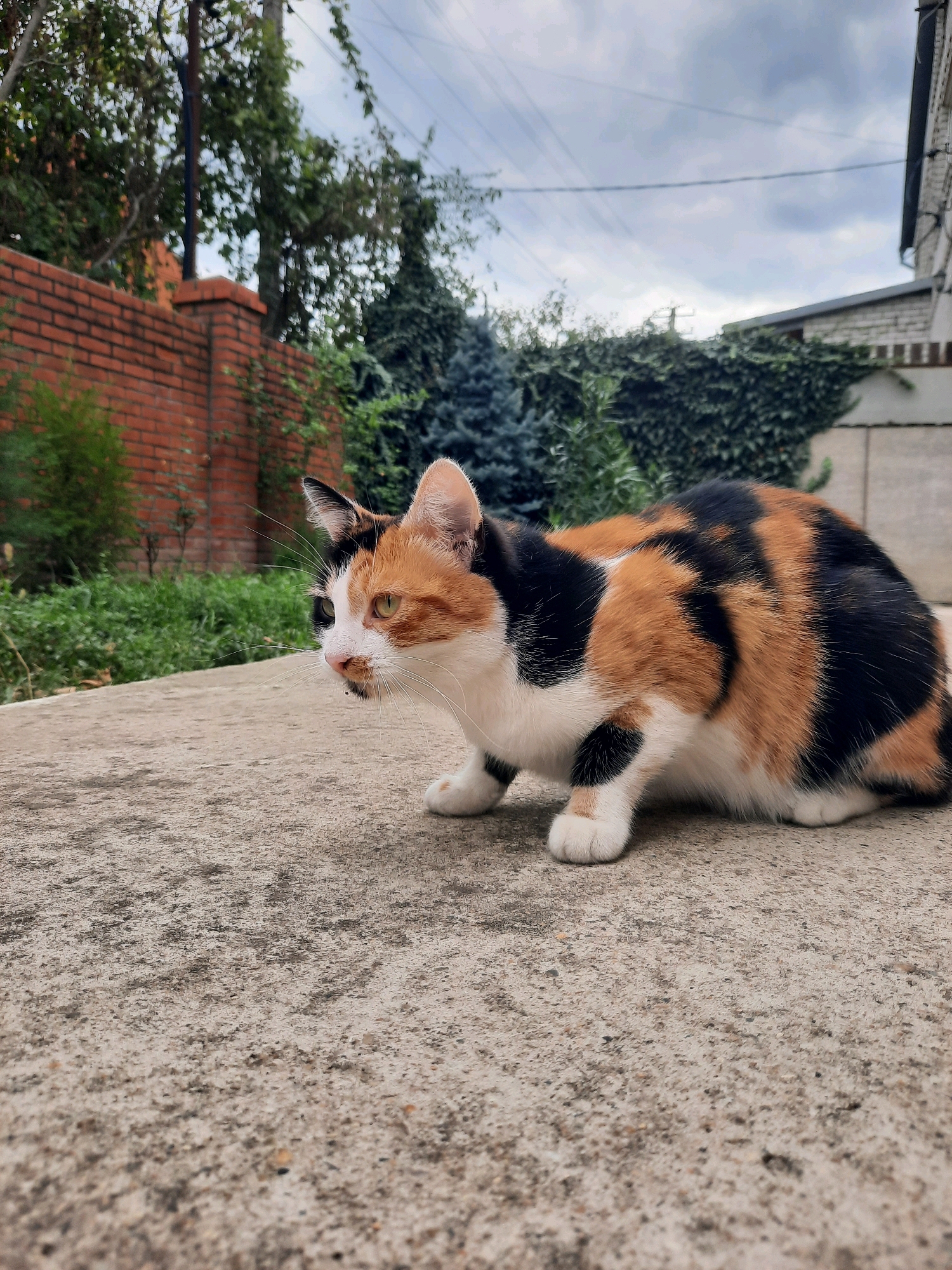 The image shows a calico cat crouching on a concrete surface outdoors. The cat is looking to the left with its mouth slightly open. Behind the cat, there is a brick wall on the left, green foliage, and a building on the right. The sky is cloudy. The location is identified as Novorossiysk, Russia. The scene appears to be a residential area.