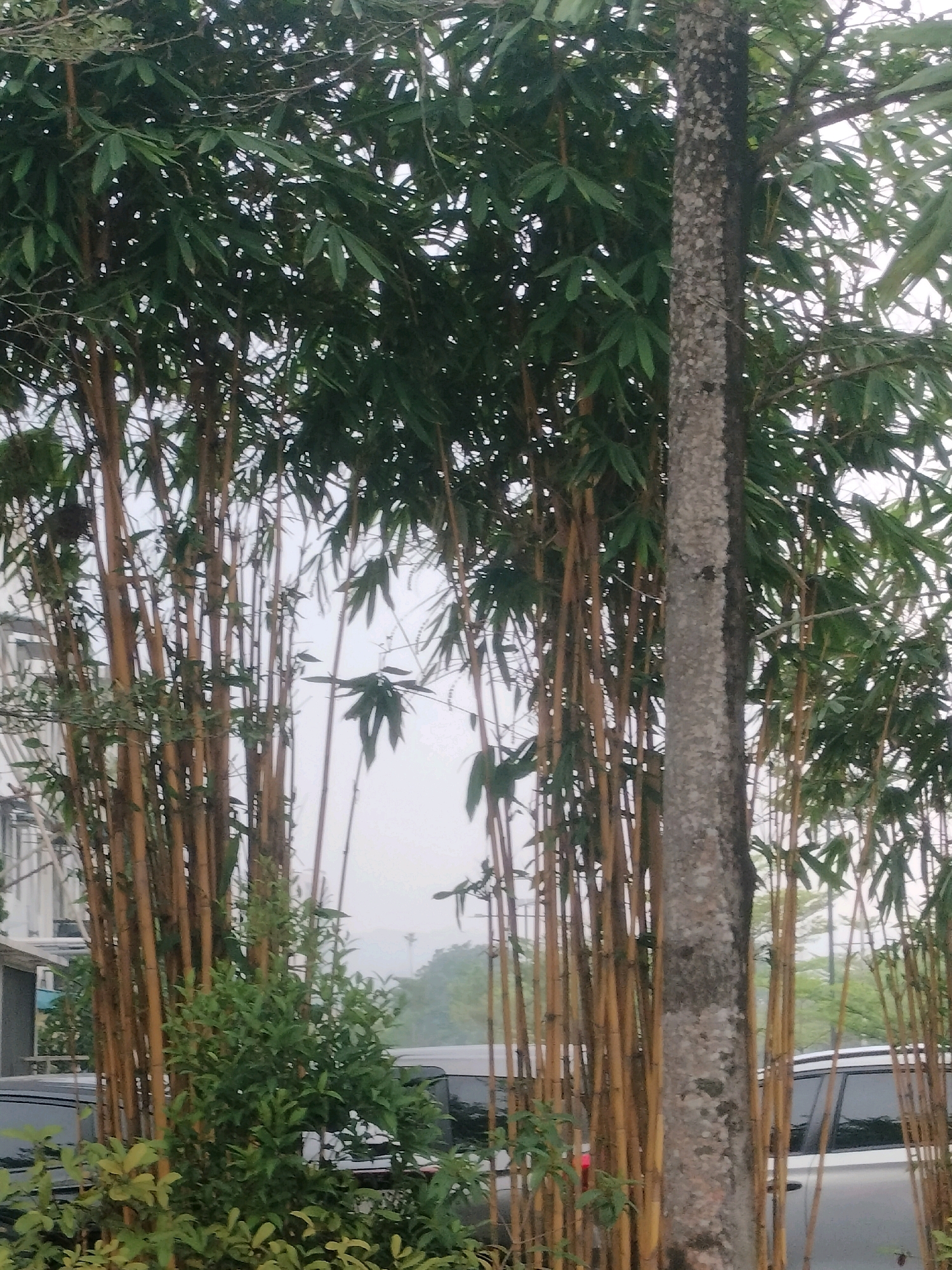 In Batam, Indonesia, a vertical composition captures a cluster of tall, golden bamboo stalks on the left, interspersed with dense green foliage and a prominent tree trunk with mottled grey bark in the center. The bamboo's slender, segmented stems rise vertically, supporting feathery green leaves that create a layered canopy against a hazy, overcast sky. To the left of the bamboo, a portion of a building with white and grey sections is visible, along with the dark roof and windows of a vehicle. On the right, a white vehicle with tinted windows is partially obscured by the bamboo. The background is indistinct, with a soft focus on distant greenery and the muted sky, suggesting an outdoor environment within a built-up area. The overall impression is one of natural growth encroaching on an urban or semi-urban landscape.