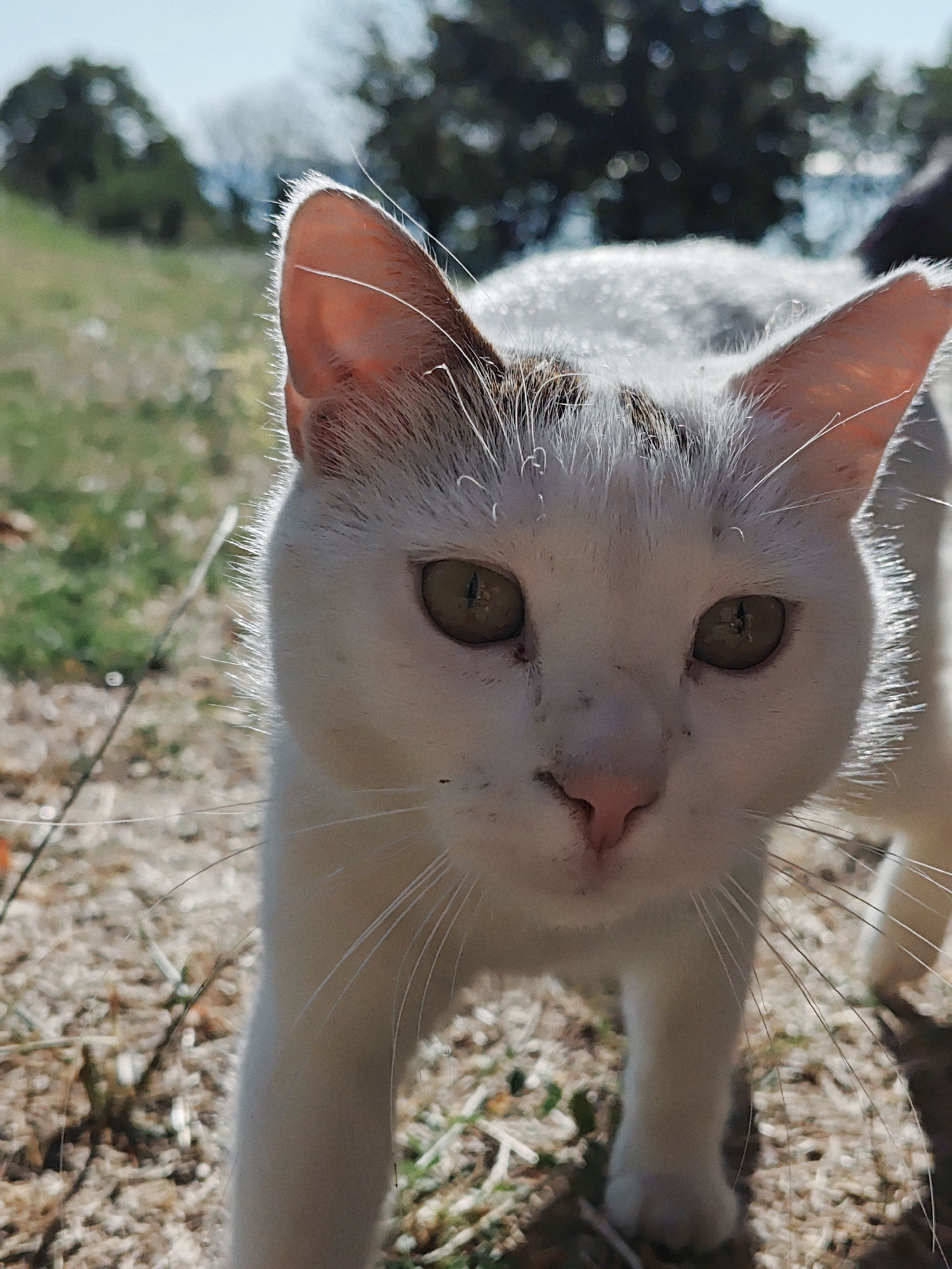 A close-up, low-angle outdoor shot shows a white cat with some brown markings on its head. The cat is looking directly at the camera, with its ears perked up. Its eyes are green, and its nose is pink. The cat's whiskers are long and white. The background is blurred, with hints of green grass, dry leaves, and trees. The lighting suggests it is daytime.