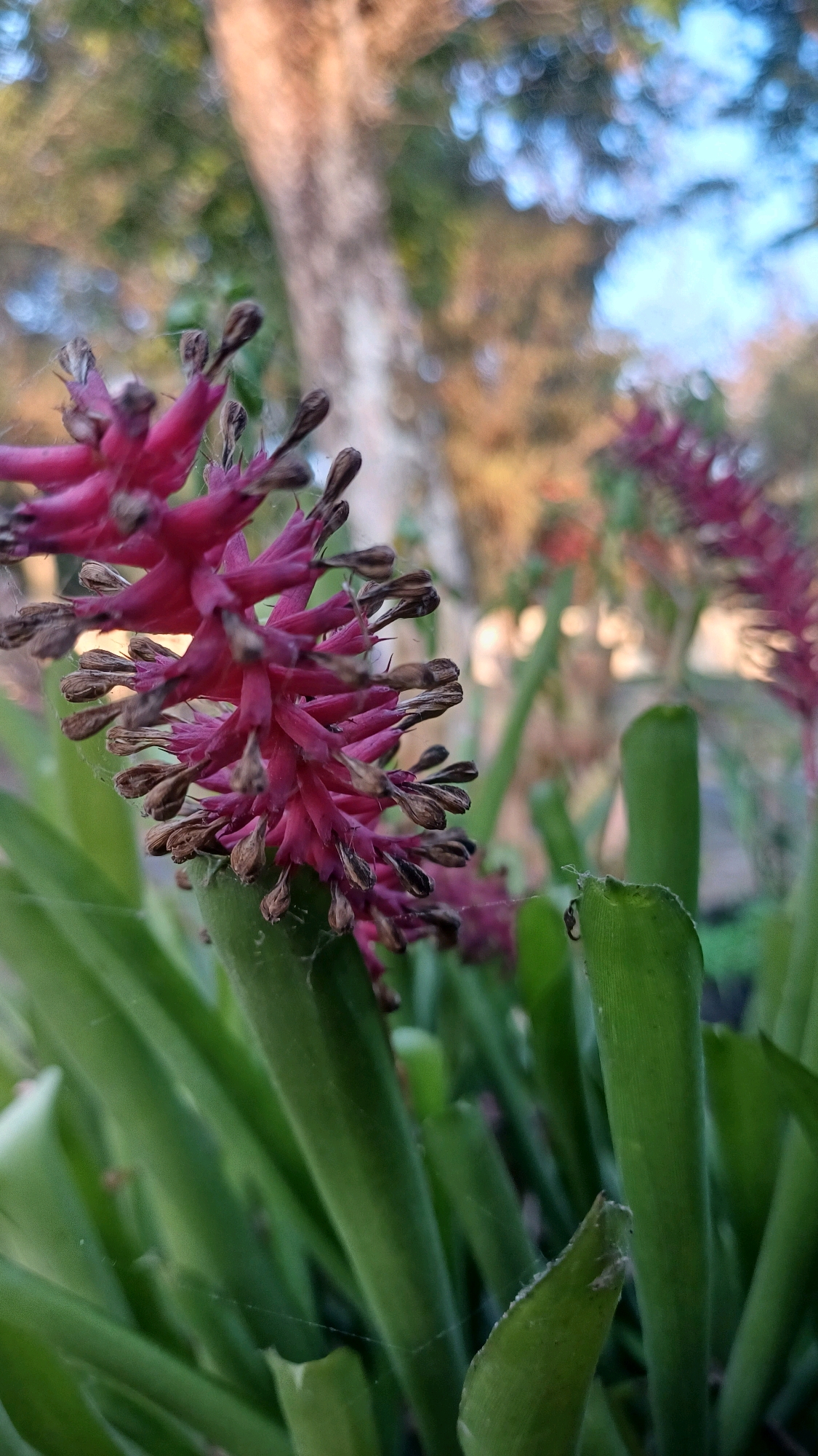 A close-up, low-angle, macro shot focuses on a bright pink, spiky flower with dried brown tips on its petals. The flower is surrounded by thick, green succulent-like leaves. In the background, a blurred tree trunk with textured bark is visible, along with out-of-focus greenery and a hint of blue sky. A delicate spiderweb is faintly visible on the leaves in the foreground. The image was taken in Jampirejo, Indonesia.