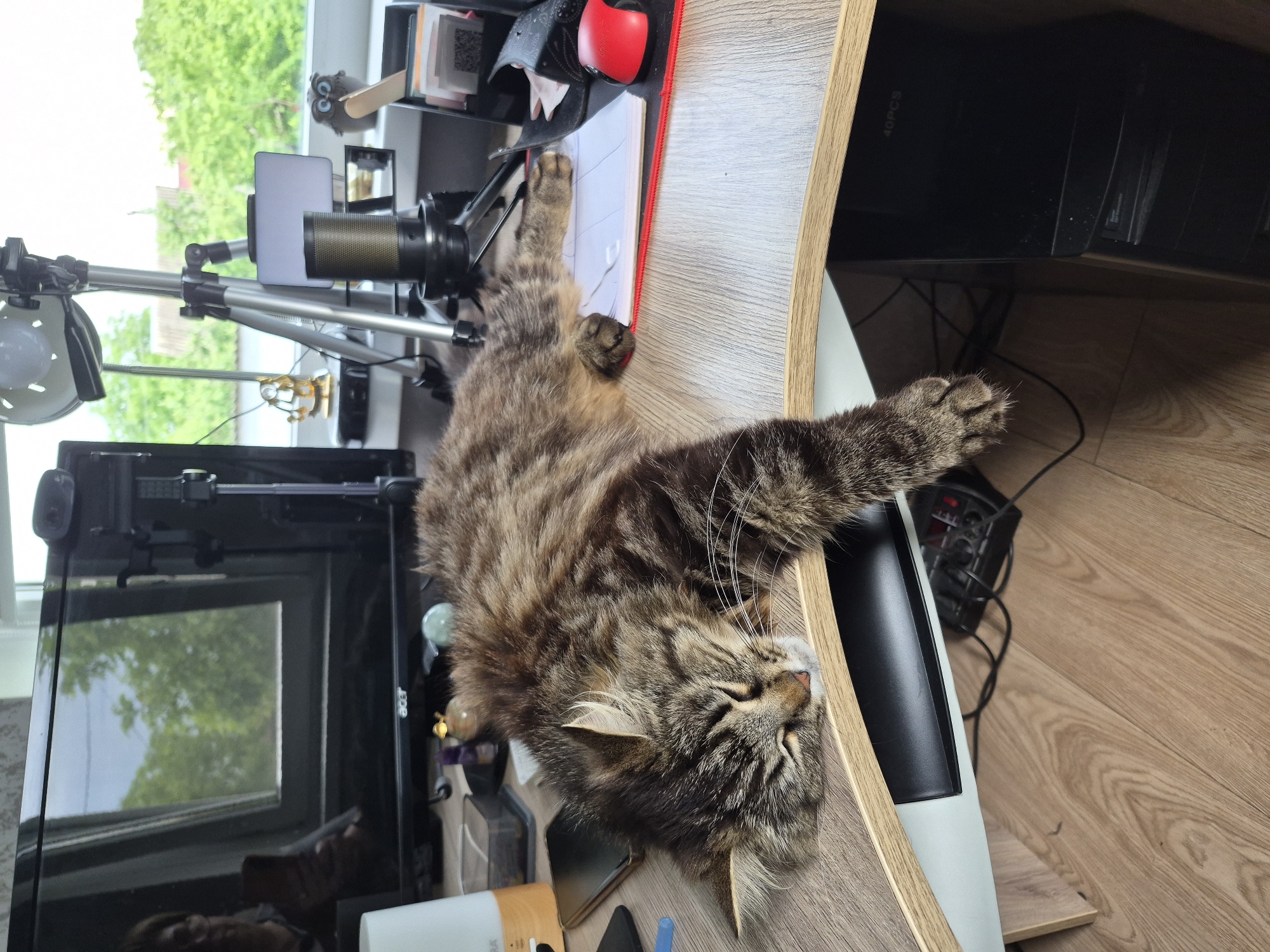 The image depicts an indoor scene at a desk in Hlevakha, Ukraine. A large, long-haired tabby cat, predominantly brown and black striped with white facial fur, is sleeping soundly, stretched out across a light wood-grained desk. Its head rests near the desk's curved front edge on the left, with eyes closed, and one front paw dangles over the edge.
The desk is cluttered with various objects. At the rear, a black Acer computer monitor displays a reflection of a window view showing green foliage and a partial, indistinct silhouette of a person (presumably the photographer) holding a phone. A small black webcam is mounted on top of the monitor. To the right of the monitor, a silver tripod supports a white, circular light source. Adjacent to this, a black and gold condenser microphone is positioned on a stand. Further right, a small white LED panel is also mounted on a short stand.
On the desk's surface, to the left of the cat's head, lies a gold-colored smartphone and a white and wood-toned humidifier or diffuser. Behind the cat, near the base of the monitor, are small decorative items including a golden figurine, a purple crystal, and a translucent green orb. To the right of the cat, a red computer mouse rests on a red-trimmed mousepad. Behind the mouse is a black desk organizer containing papers and a small wooden implement. A stack of white papers or a notebook is partially visible beneath the cat's hind paws.
Under the desk, to the right, a black desktop computer tower with the text "40PCS" is visible. Multiple power cables and a power strip are seen under the desk, suggesting an active workspace. The floor is covered with light wood laminate flooring. Through the window, green trees and a distant building are visible under an overcast sky.