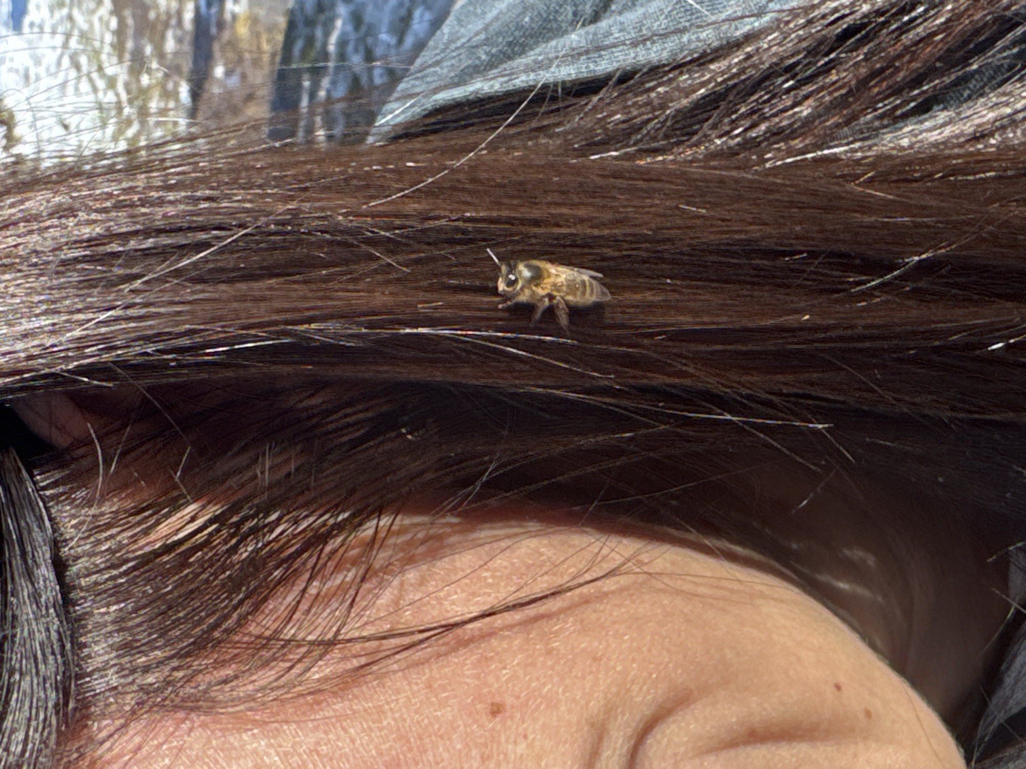 A honeybee is walking on a person's brown hair. The lower part of the person's face is visible. The location is not evident in the image.