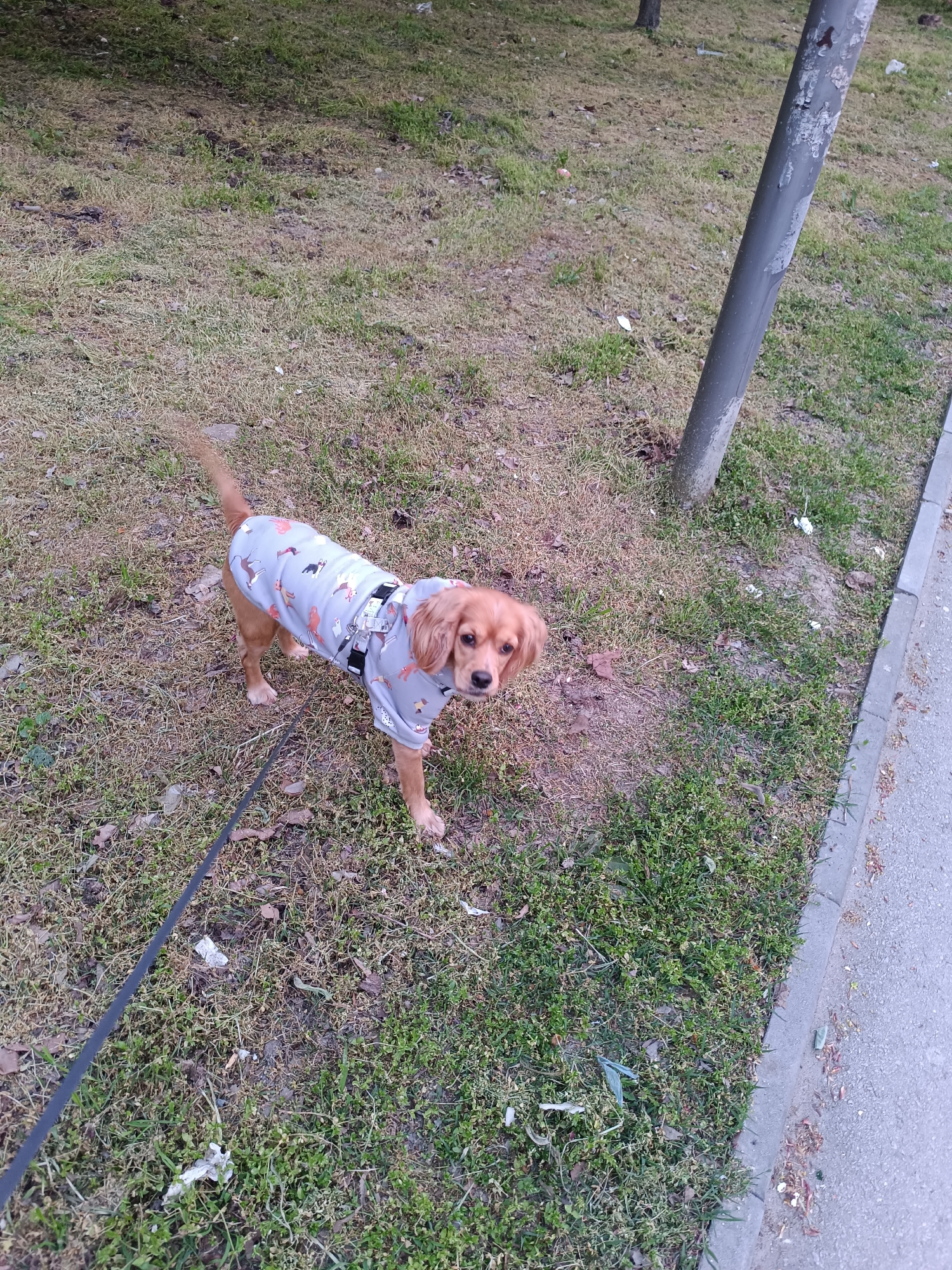 A small, light brown dog, possibly a cocker spaniel mix, is the central subject of the image. It is wearing a grey, long-sleeved jacket adorned with various cartoon dog patterns and a black harness with a leash attached, extending towards the bottom left of the frame. The dog is standing on a patch of grass, looking directly at the camera with an attentive expression.
The scene takes place outdoors, likely in a park or along a roadside green strip in Pleven, Bulgaria. The ground is covered with a mix of dry, brownish grass and patches of greener vegetation, suggesting either a dry season, early spring, or late autumn. To the right of the dog, a tall, grey metal pole, possibly a lamppost or utility pole, stands upright, showing signs of wear with peeling paint or material.
Further to the right, a concrete curb separates the grassy area from a paved surface, likely a sidewalk or road. Scattered debris, including small pieces of paper or plastic and dry leaves, is visible on both the grass and along the curb. The lighting appears soft and even, indicating it is daytime, possibly under an overcast sky or during the gentler hours of morning or late afternoon, as there are no harsh shadows. No visible text is present in the image.