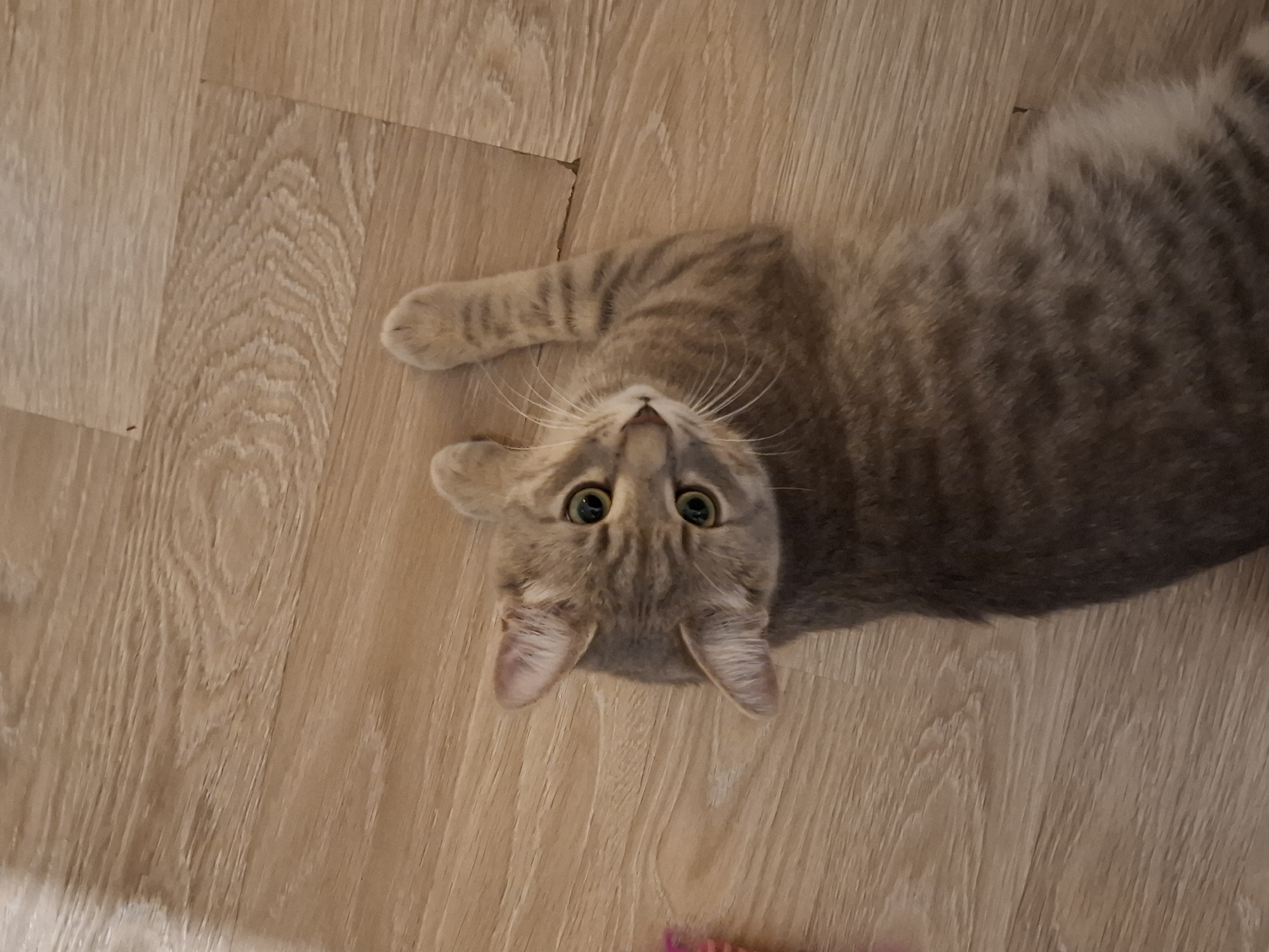A tabby cat with green eyes is lying on a light brown wooden floor. The cat is facing upwards and to the left, with its body stretched out. One of its front paws is raised in the air. The cat's fur is striped with shades of gray and brown. The floorboards are laid in a horizontal pattern. There is a hint of a pink toy in the lower left corner of the image. The scene is indoors, on a floor that appears to be wood laminate. The lighting is bright and diffused. The cat is the sole subject of the image. There is no indication of any specific location within Zemun Urban Municipality, Serbia, in the image itself.