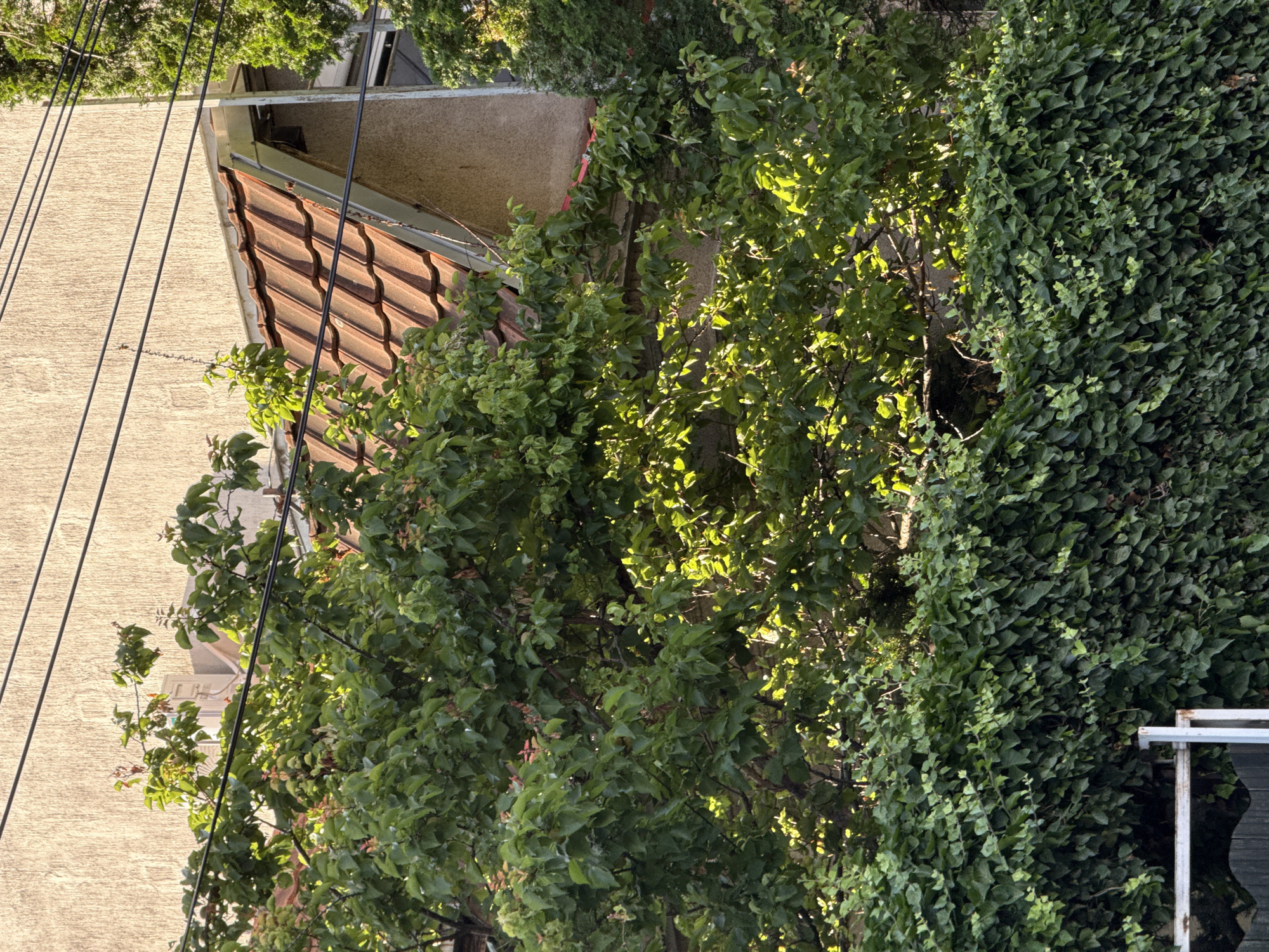 This vertical outdoor photograph captures a vibrant urban scene, primarily featuring a building and dense green foliage under bright sunlight.
On the left side of the frame, the upper section of a building is visible. It features a light beige, textured wall, resembling stucco, and a terracotta-tiled roof with an undulating pattern. Above the roofline, a darker, possibly concrete, upper structure or balcony is partially seen. Several thin, dark power lines stretch diagonally across the upper left and central areas of the image.
The right side of the image is dominated by lush greenery. In the center, a tree with bright green, leafy branches is illuminated by strong, dappled sunlight, creating highlights and shadows. To the far right, a dense, dark green wall of ivy or a similar climbing plant covers a vertical surface, displaying numerous small, overlapping leaves. A fragment of a white metal railing or structure is visible in the bottom right corner, partially obscured by the ivy.
The strong, natural sunlight indicates daytime, likely morning or afternoon, under a clear sky. There are no people or specific activities taking place; the scene is static. No visible text is present. The architectural style, particularly the terracotta roof and stucco walls, combined with the abundant greenery, is consistent with an urban setting such as Vracar Urban Municipality in Serbia.
