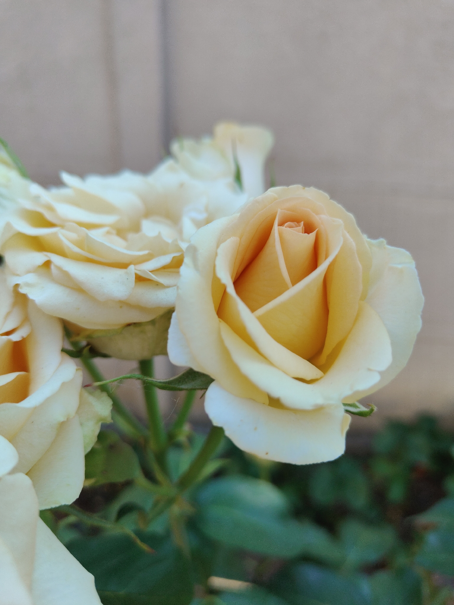 A close-up, slightly elevated shot shows a cluster of pale yellow roses against a muted beige background. The focus is on the rose in the upper right quadrant, which is partially open, revealing its delicate, spiraling petals with hints of peach towards the center. The other roses are more closed or slightly out of focus, creating a soft, dreamy effect. Green stems and leaves are visible at the bottom of the frame, suggesting a garden setting. The image does not contain any specific indicators of its location within Mykolaiv, Ukraine.