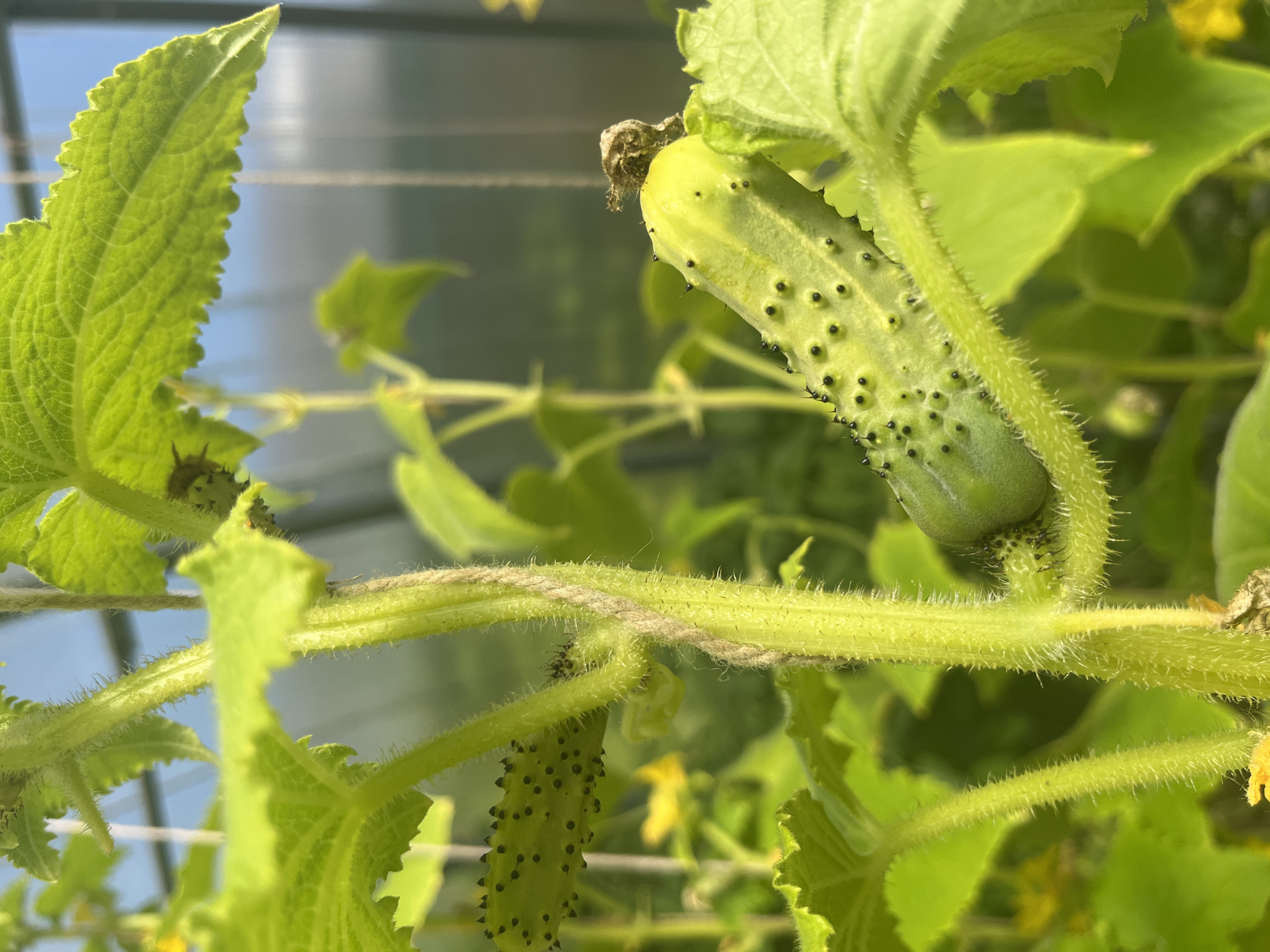 A young, spiny cucumber is growing on a vine in a greenhouse. The cucumber is pale green and covered in small black spines. The vine is thick and hairy, with large, serrated green leaves. In the background, other cucumbers, yellow flowers, and the plastic sheeting of the greenhouse can be seen. The scene is brightly lit, suggesting it is daytime. The image does not contain any people or animals, nor does it provide any information about the city of Vladimirovka, Russia.