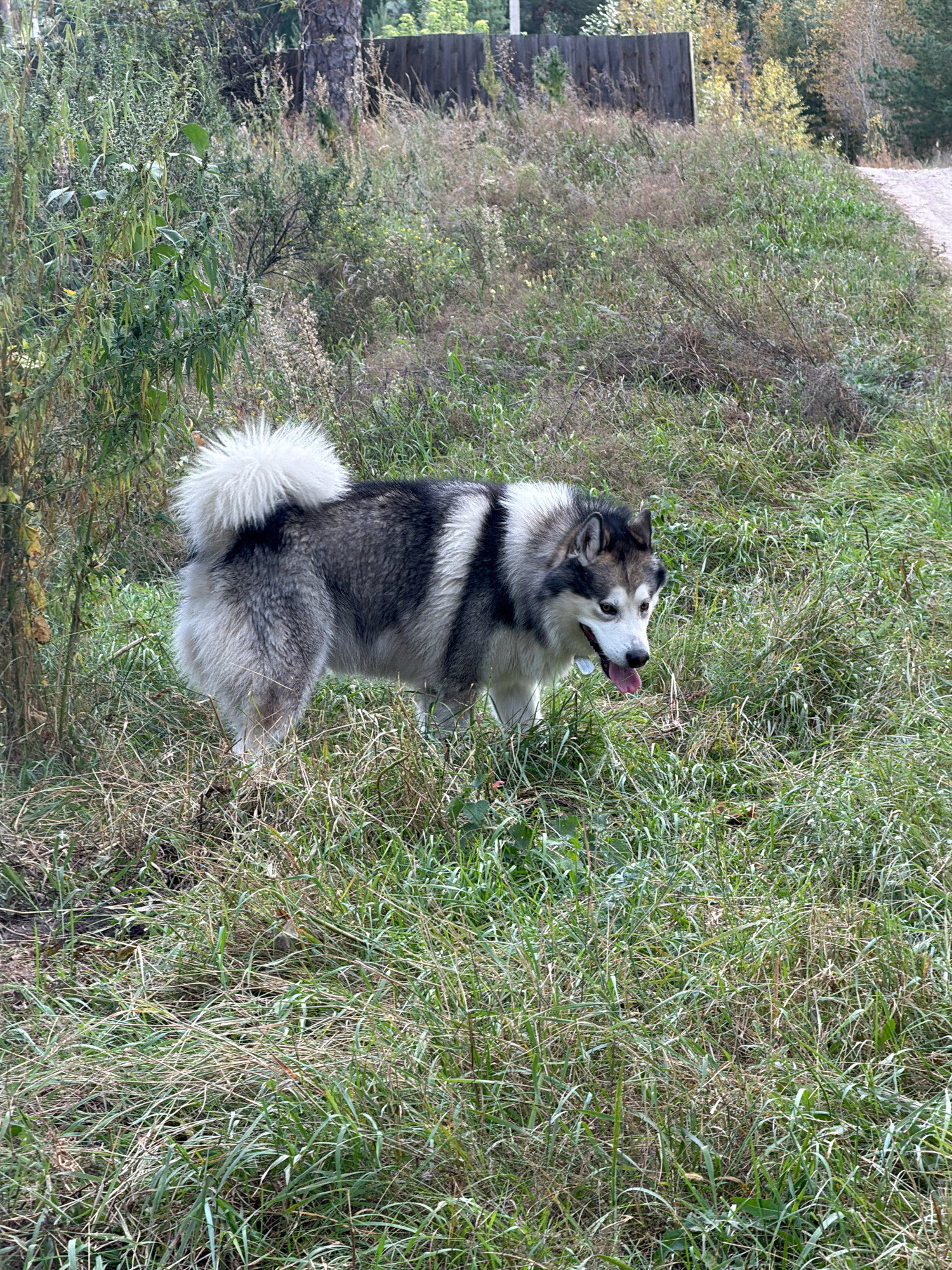A medium-sized Alaskan Malamute dog with grey, black, and white fur stands in tall, dry grass and weeds. The dog's tail is curled over its back. Its tongue is out, and it appears to be panting. In the background, a wooden fence and trees are visible, suggesting a rural or semi-rural setting. A dirt road is visible on the right side of the image. The scene is outdoors, with natural vegetation dominating the landscape. The overall lighting indicates it is daytime, likely with overcast skies. The image does not contain any individuals or specific identifiable landmarks that would confirm its location within the city of Узюково, Russia.