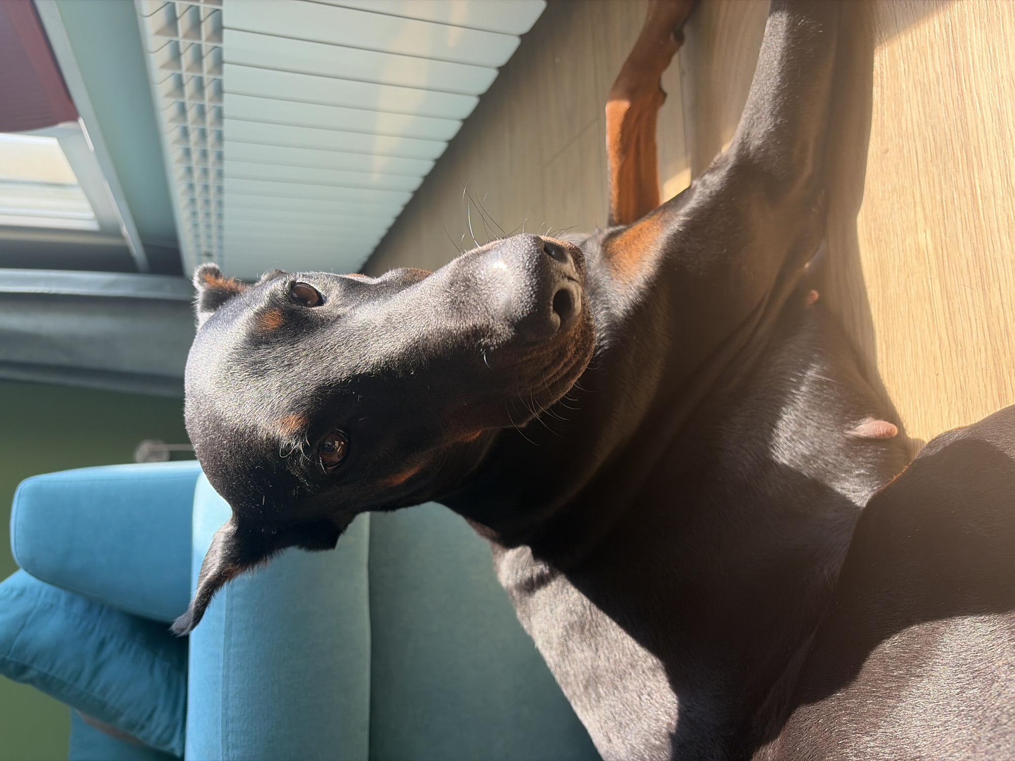 A close-up, low-angle shot shows a black Doberman Pinscher lying on a light wooden floor. The dog's head is in the foreground, tilted slightly to its right, with its ears perked. Sunlight streams in from the right, illuminating the dog's fur and casting shadows. In the background, a portion of a turquoise couch with two pillows is visible on the left. To the right of the dog, a white radiator is positioned beneath a window, with light filtering through the blinds. The overall environment appears to be a residential interior. This scene is located in Sofia, Bulgaria.