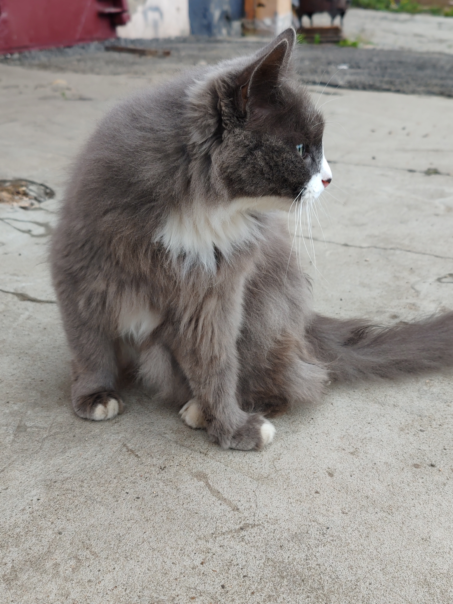 A fluffy grey and white cat is sitting on a concrete surface outdoors. The cat is facing to the right, with its body partially turned towards the viewer. It has green eyes, a white muzzle, and long white whiskers. The background shows a building with red and grey sections, and a blurred urban environment with some greenery. The concrete surface appears weathered and has some small dark marks. This scene is likely in an outdoor urban area, though its specific location in Syktyvkar, Russia cannot be determined from the image alone.