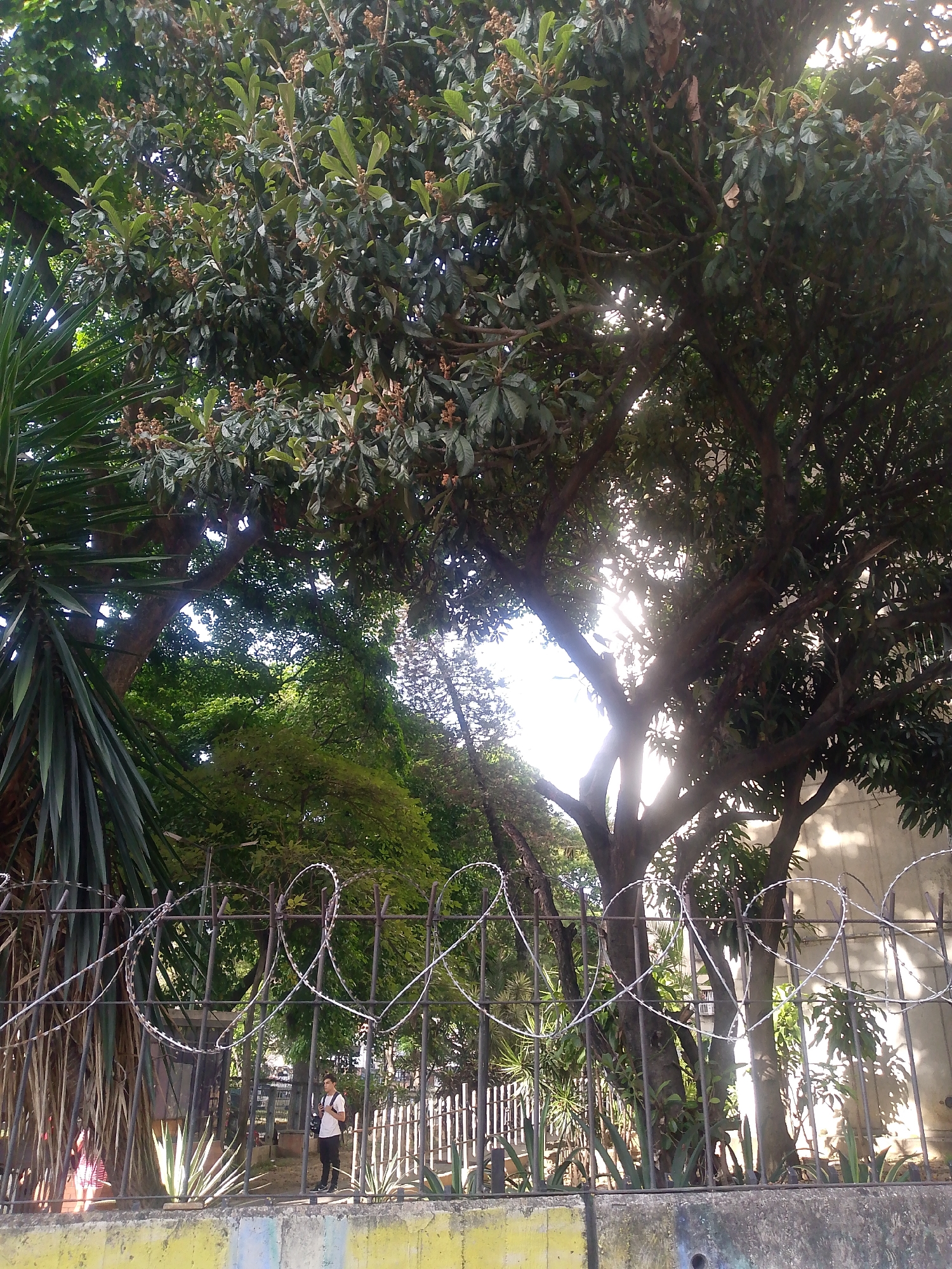 The image captures a park scene in Caracas, Venezuela, framed by a security fence topped with barbed wire. A mature tree with broad leaves and small brown fruit clusters dominates the upper part of the frame, with sunlight filtering through its branches. To the left is a yucca-like plant with long, pointed leaves. Behind the fence, additional trees and greenery are visible. A person wearing a white shirt and dark pants stands in the background. The fence sits atop a low concrete wall, painted yellow and blue.