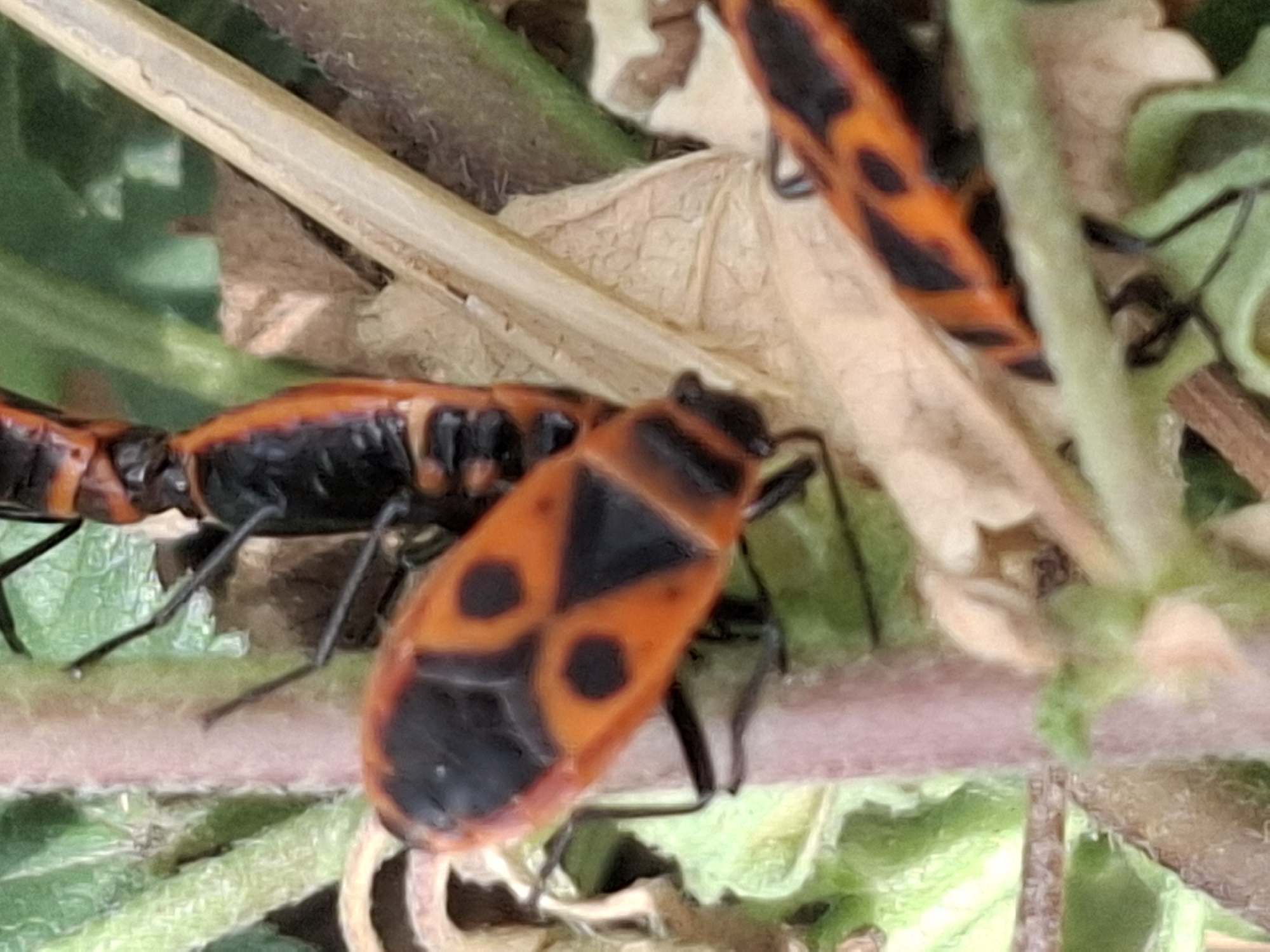 The image shows a close-up view of three insects, likely Boxelder bugs, on a plant. The insects have distinct red and black markings on their backs. One insect is in the foreground, facing left, with its body clearly visible. Another insect is positioned behind and above it, also facing left, with only its rear half in focus. A third insect is visible in the lower right corner, partially out of frame. The insects are situated amongst green leaves and a pinkish-brown stem. Dried brown leaves and a light brown, dry stalk are also present in the background, suggesting an outdoor, possibly garden or natural setting. The image does not contain any identifiable landmarks or elements that would allow for pinpointing a specific location within the city of Almaty, Kazakhstan.