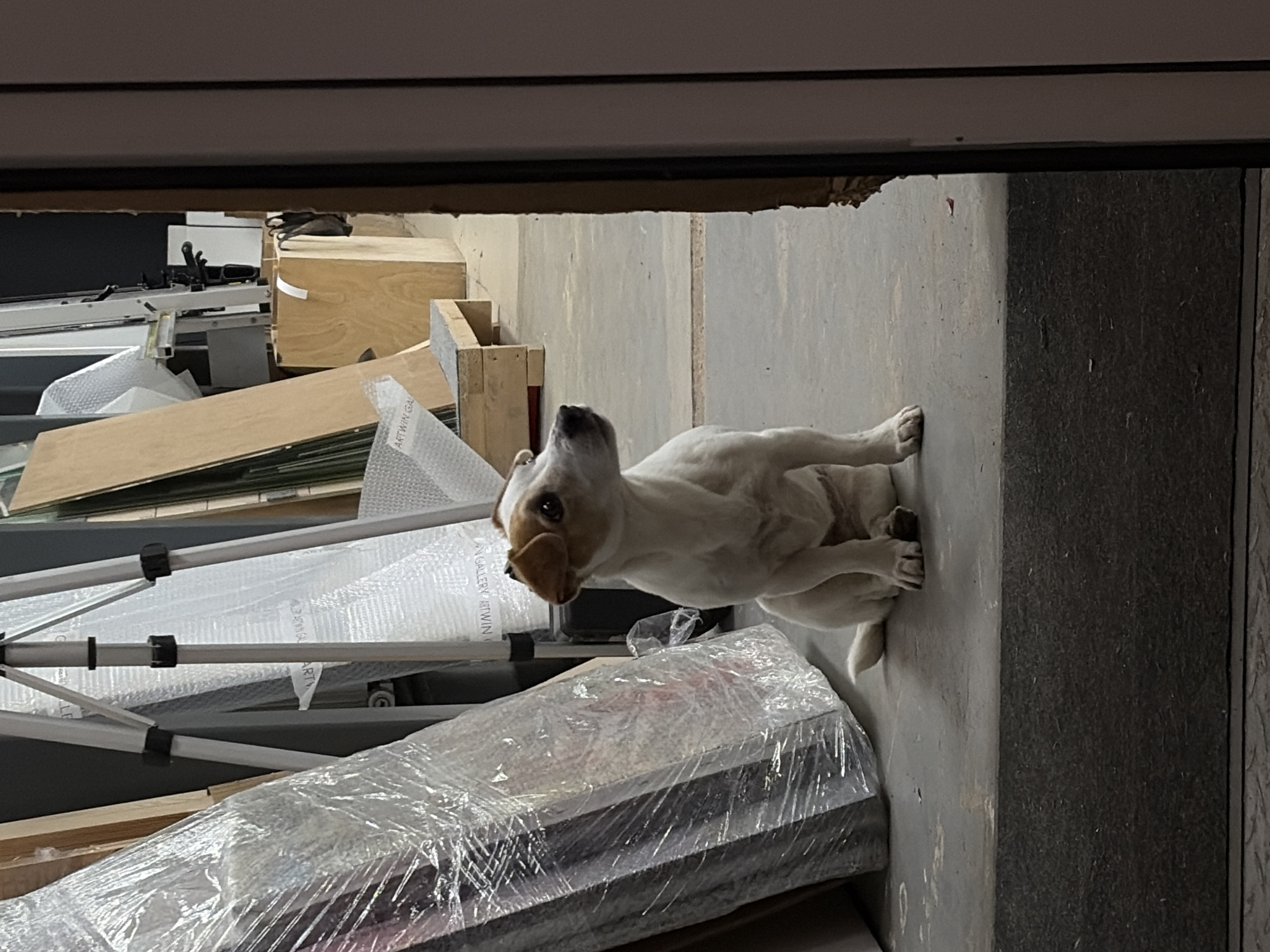A white and brown dog is sitting on a concrete floor, looking up and to the left. The dog has its front paws tucked underneath its chest and its hind legs extended behind it. The dog's head is tilted back, and its mouth is slightly open.
In the background, there are various objects, including what appears to be construction materials or stored items. There are wooden boxes, metal frames, and large, flat objects wrapped in clear plastic. The scene appears to be indoors, possibly in a warehouse or storage area.
The lighting suggests it could be daytime, but the specific time is not evident. There are no clear indications of weather conditions.
Visible text includes "ARTWIN GA" on a piece of material in the background. The overall impression is of a quiet moment with the dog in a somewhat cluttered environment. The dog's posture and gaze suggest curiosity or anticipation.