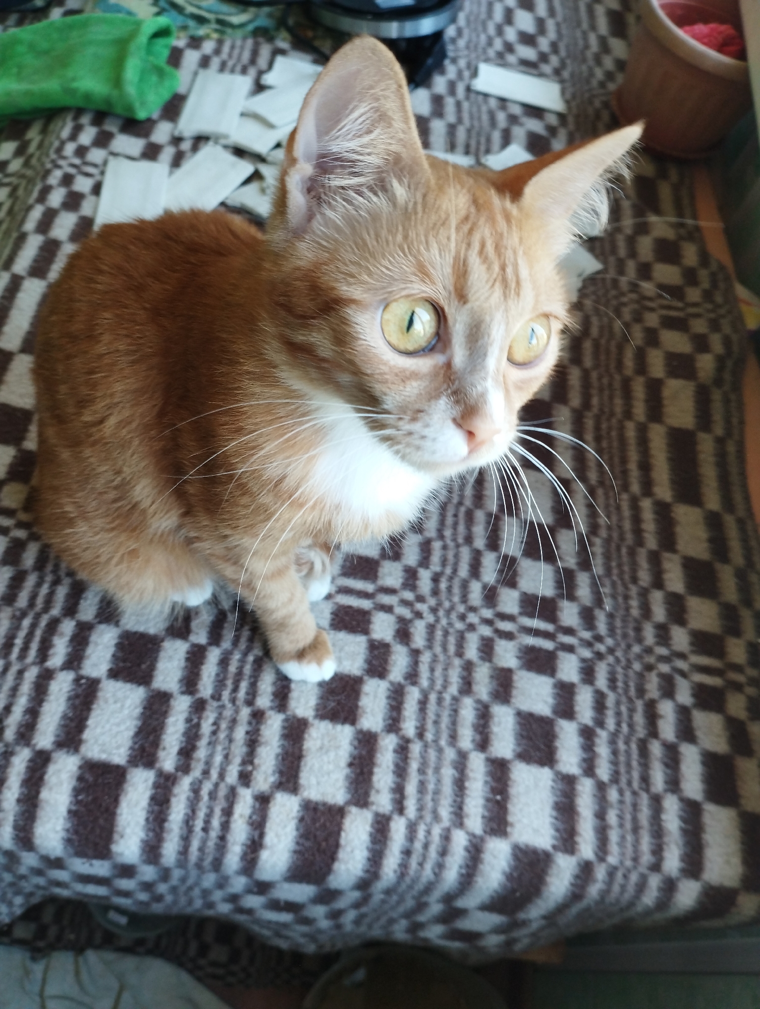 An orange tabby cat is sitting on a brown and white checkered blanket. The cat is facing to the right of the frame, with its head turned slightly towards the viewer. Its eyes are wide and yellow, and its whiskers are long and white. The cat has white paws and chest. In the background, there are some green objects and white pieces of paper scattered on the blanket. The image appears to have been taken indoors. There is no identifiable location in the city of Boraldai, Kazakhstan.