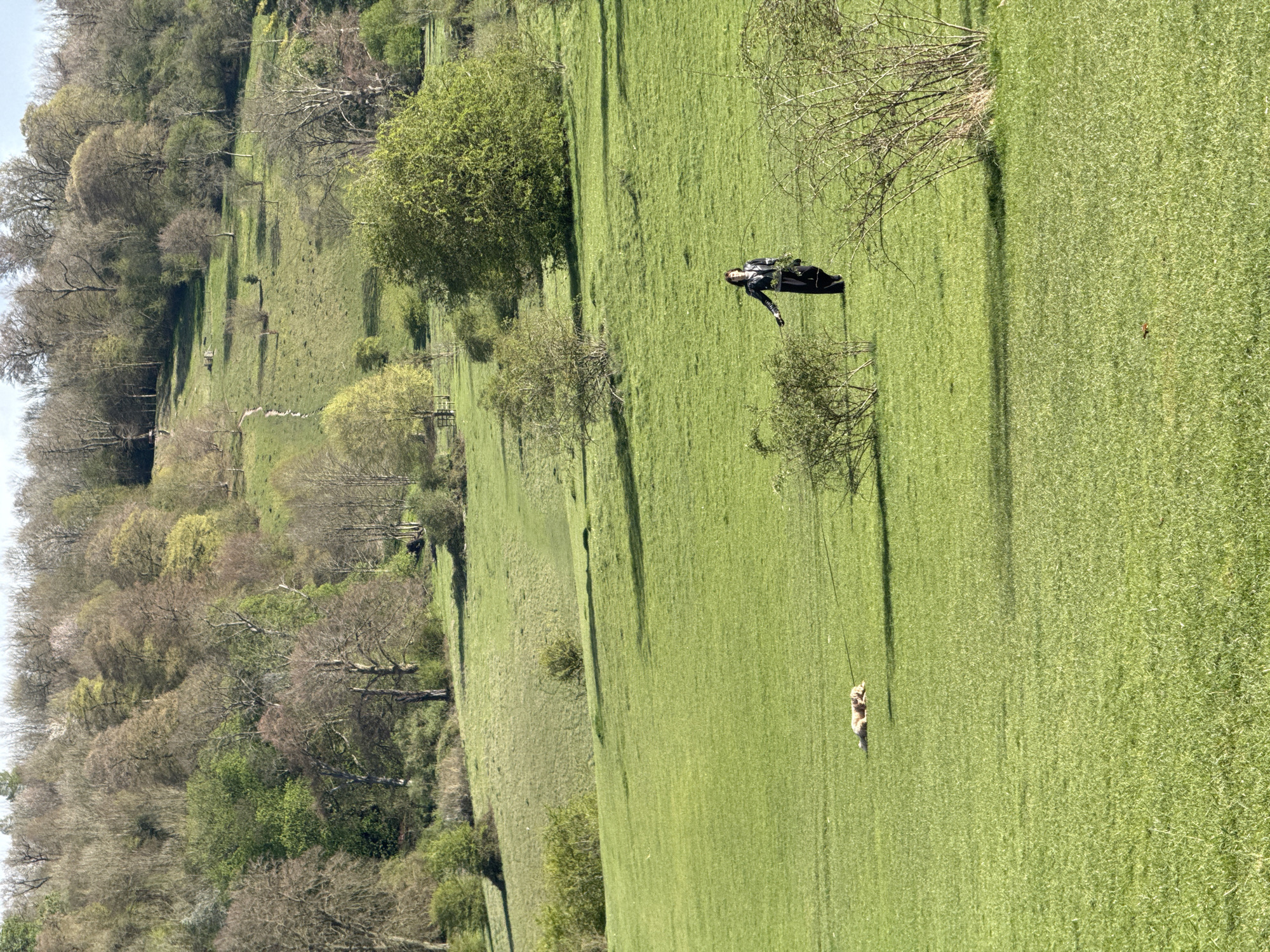 A daytime, vertical-orientation shot depicts a grassy hillside. A dark-clad figure, seemingly human, stands midway up the slope. Farther down the hill is a small quadruped, possibly a dog. The left side of the frame showcases a tree-covered area. The image likely captures a rural scene within the district of Dacorum, United Kingdom.