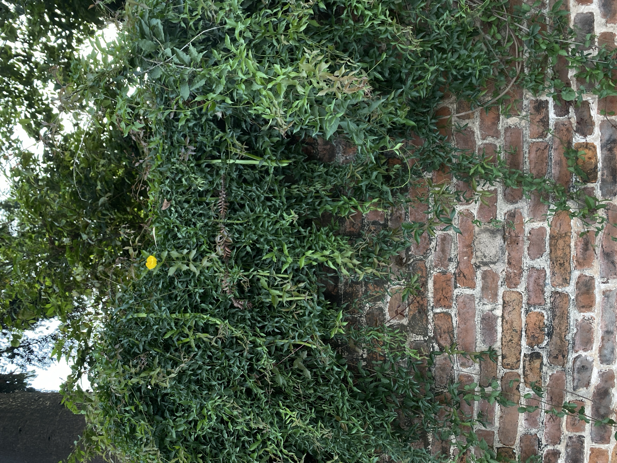 A dense wall of green ivy covers a weathered, red brick wall, with tendrils of the plant cascading down over the bricks. A single, small yellow flower is visible amongst the foliage. In the background, the dark trunk of a tree rises to the left, and the dappled sunlight filtering through the leaves of overhead trees creates a textured canopy. The scene appears to be outdoors, likely in a garden or park setting. This image could be located in Kathmandu Metropolitan City, Nepal.