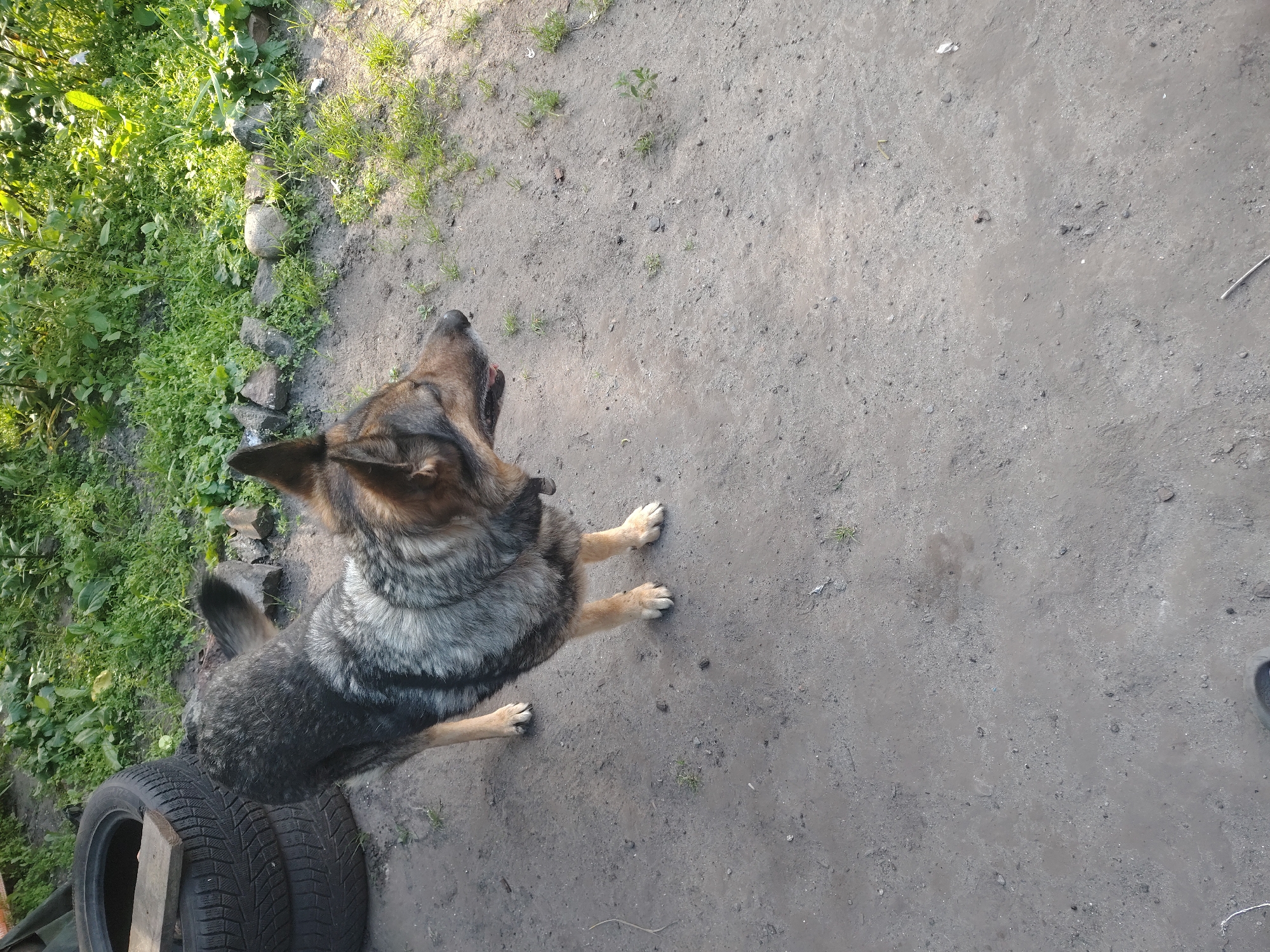 A German Shepherd dog is standing on a dirt path. The dog has a black and tan coat and is looking to the right of the frame. Behind the dog, there are two stacked tires and some greenery. The scene appears to be outdoors in a rural or semi-rural setting, potentially in the city of Bakhmach, Ukraine. The lighting suggests it is daytime.
