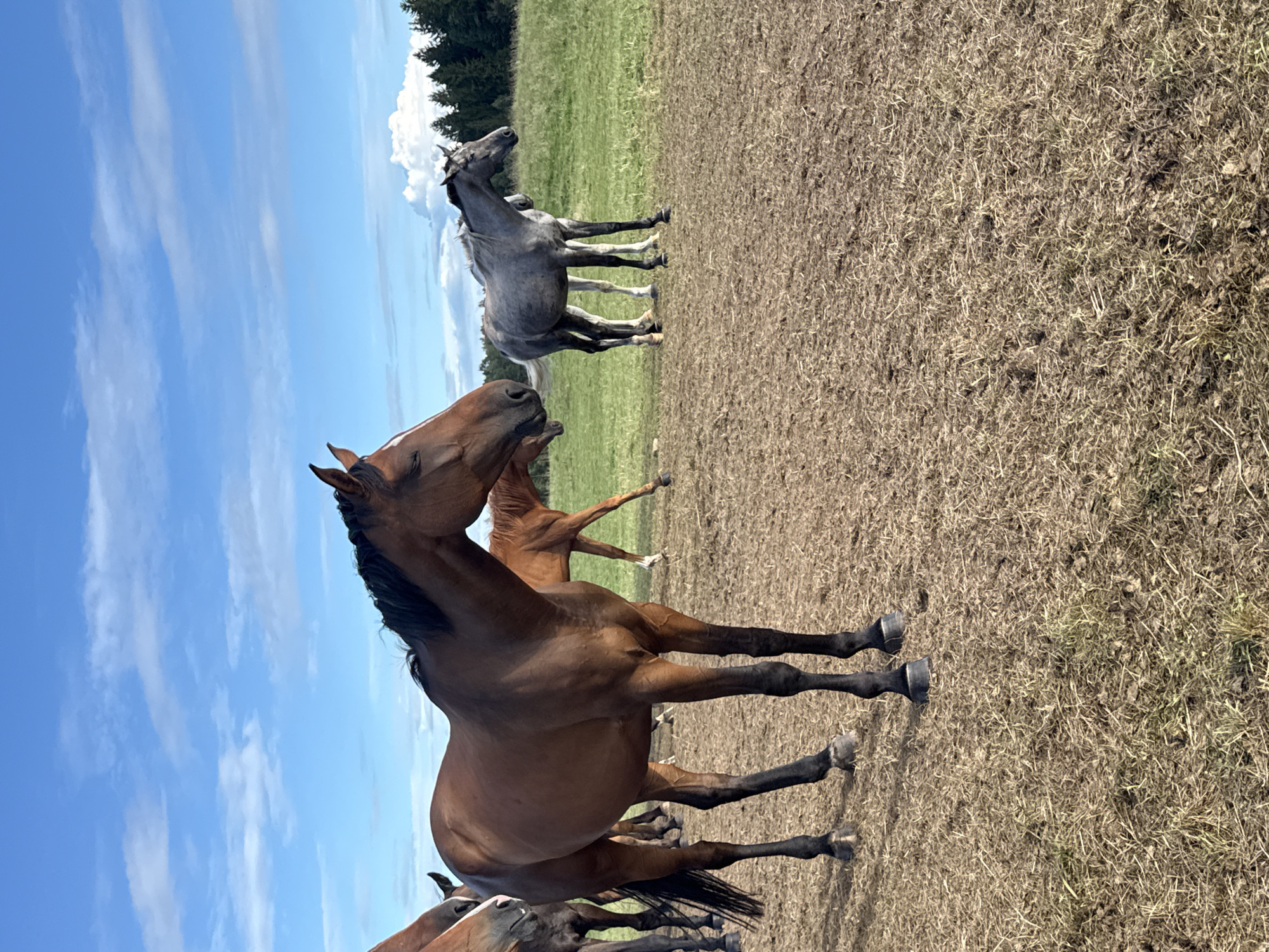 In Galinė, Lithuania, a herd of horses stands in a dry, grassy field under a bright blue sky with scattered white clouds. A large brown horse with a black mane and tail is in the foreground, facing left. Behind it, several other horses are visible, including a grey horse standing to the right and a smaller brown horse in the middle ground. A line of dark green pine trees borders the far edge of the field. The ground is covered in dry, yellowed grass and sparse green patches. The scene depicts a peaceful, natural environment.