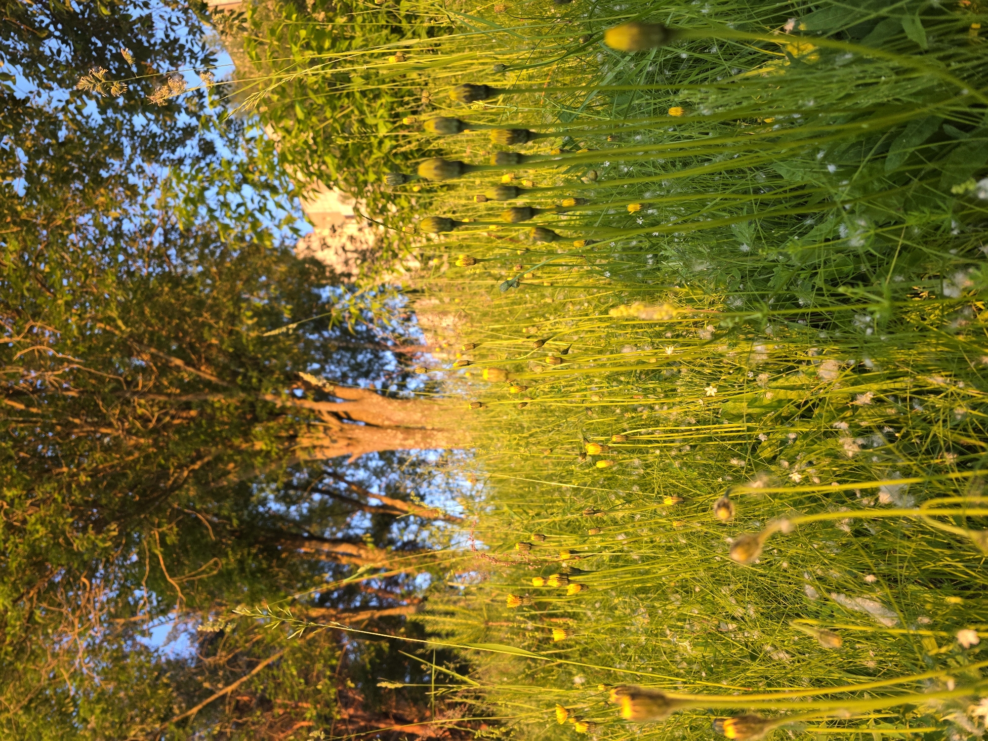 The image depicts a low-angle view of a grassy field filled with tall green stalks, many topped with unopened yellow flower buds. The foreground is dominated by these stalks and a dense undergrowth of grass and small white wildflowers. Some fluffy white seed heads are also visible amongst the green. In the background, the trunks of several large trees are illuminated by warm, golden sunlight, suggesting it is either sunrise or sunset. The trees have dense green foliage. Beyond the trees, a pale, nondescript structure, possibly a building, is partially visible. The sky above is a clear blue. This scene is typical of a natural area within or adjacent to the city of Chaikovsky, Russia, likely a park, meadow, or undeveloped green space. There are no people or animals visible in the image.