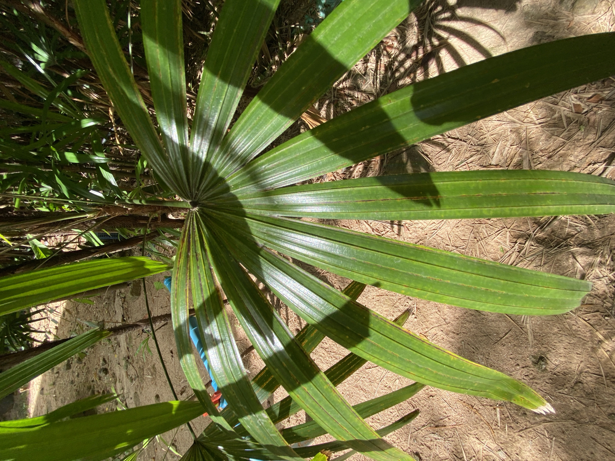 This image depicts a close-up view of a fan-shaped palm frond with its distinctive radiating leaves, set against a backdrop of dry, sandy soil covered with scattered dry grass and fallen leaves. The frond is lush green and appears healthy, with sunlight casting dappled shadows across its surface and the ground below. In the background, hints of other tropical vegetation and a thick, brown tree trunk are visible, suggesting a natural, possibly outdoor setting. Partially obscured by the frond, a segment of bright blue plastic pipe is visible on the ground, hinting at human activity or infrastructure within the natural environment. The scene is located in ตำบลเกาะพะงัน, Thailand, a region known for its tropical climate and abundant natural beauty.