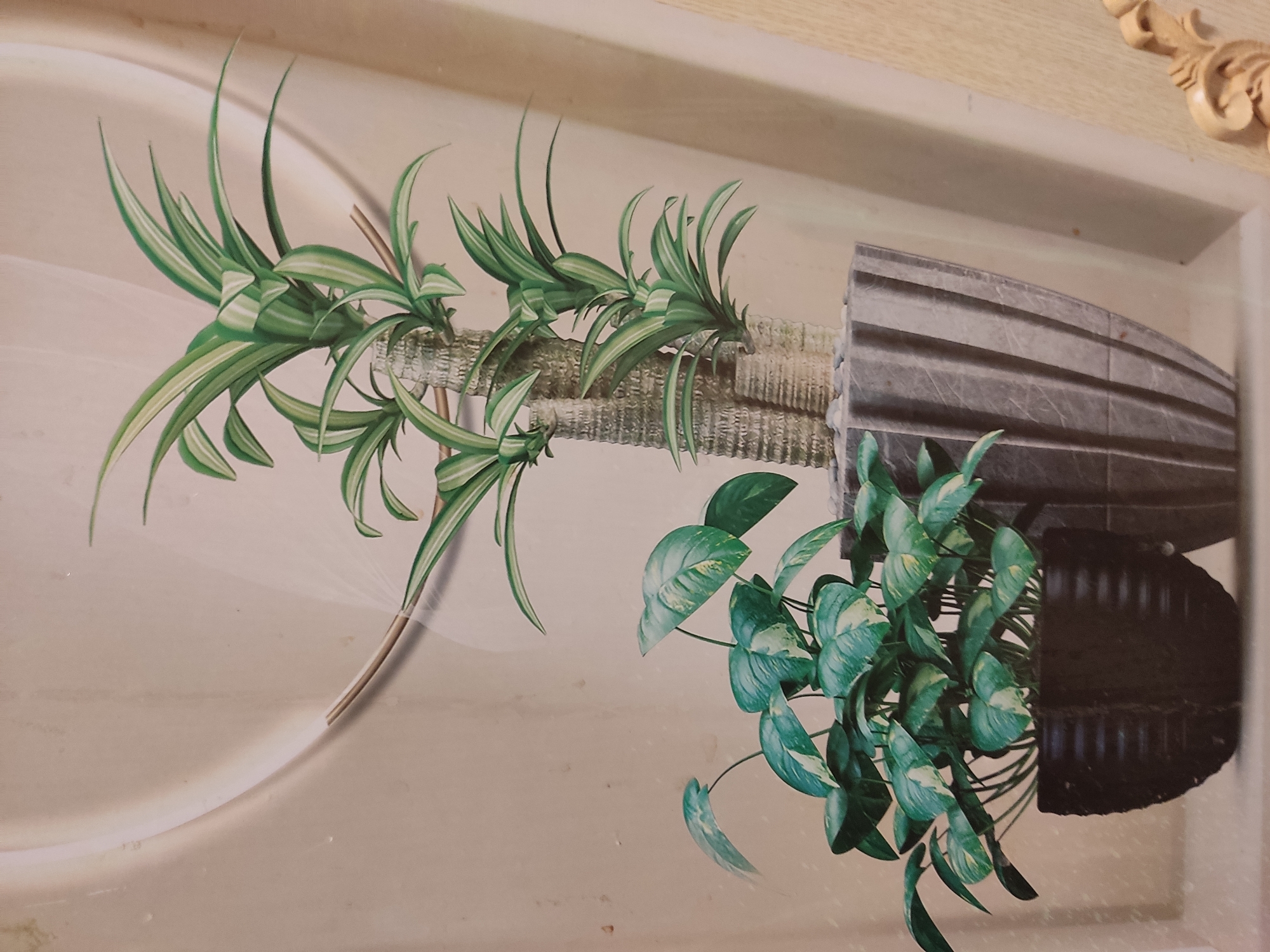 The image depicts two potted houseplants against a light-colored, textured background. The plant on the left is a trailing plant with broad, heart-shaped leaves that are variegated with green and cream. It is in a dark, textured pot with a ribbed design. The plant on the right is a more upright plant with long, slender, variegated green and white leaves growing from a textured, columnar stem. This plant is in a tall, grey, fluted pot filled with small stones. The lighting suggests an indoor setting, possibly near a window, with soft shadows. There are no people or animals visible in the image. The background appears to be a wall with a subtle sheen and a decorative element on the right edge of the frame. The overall scene is one of indoor greenery and decorative pots. There is no information in the image that would indicate a location in Noginsk, Russia.