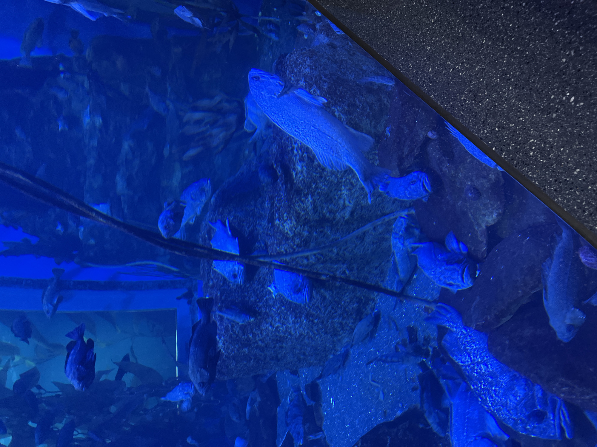 The image depicts an aquarium tank filled with large, dark blue fish. The lighting is predominantly blue, creating an underwater effect. Several large fish are visible, with varying sizes and postures. Some are swimming, while others appear to be resting on the rocky substrate or kelp-like structures within the tank. In the foreground, the glass of the aquarium is visible, with a dark, speckled surface beside it. The overall scene is consistent with an exhibit at an aquarium, such as the Primorsky Aquarium in Vladivostok, Russia, which is known for its extensive marine life and large tanks. There are no people or explicit human interactions visible in the image.