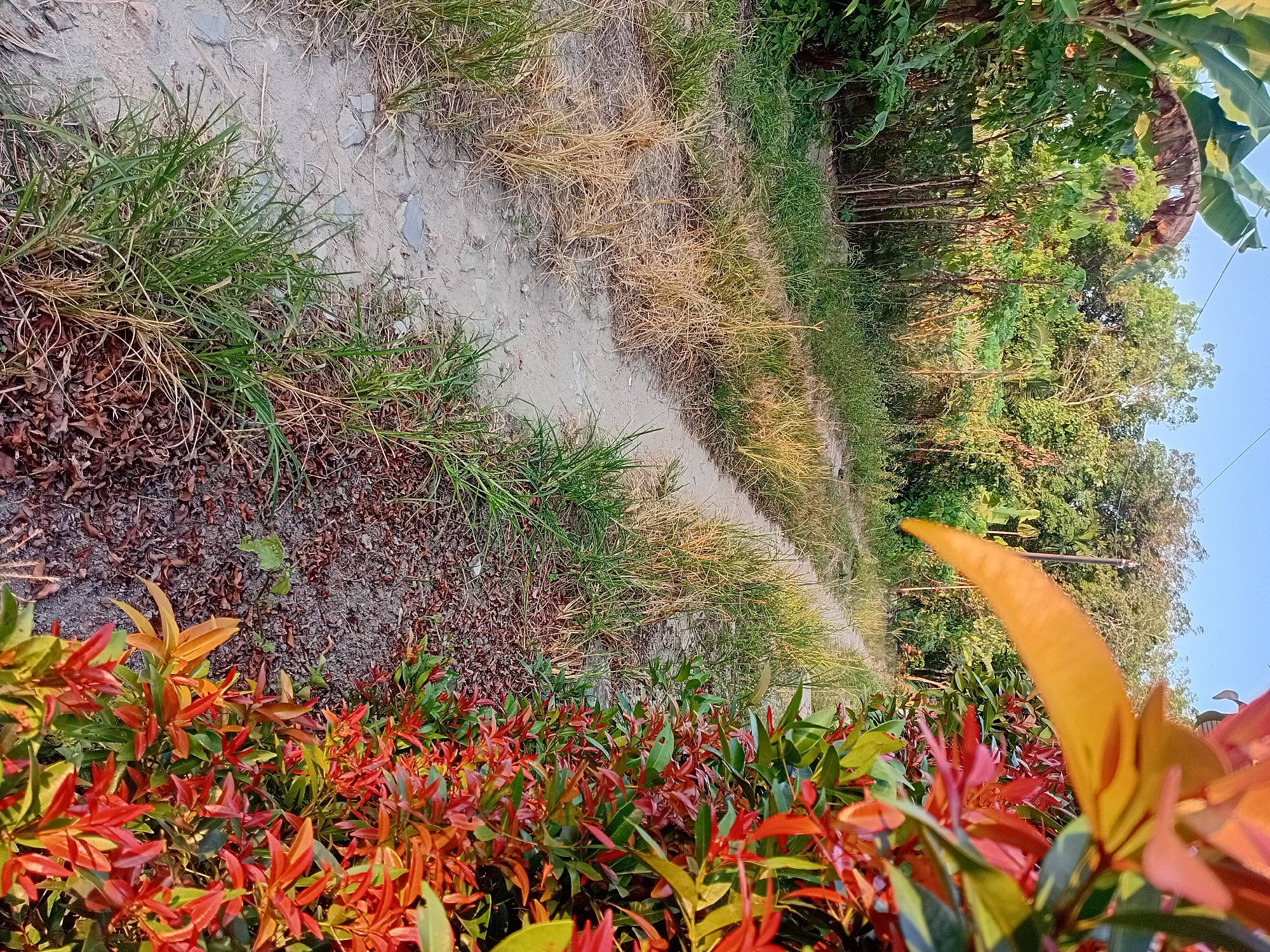 A dirt path, overgrown with dry grass and some green shoots, winds through a natural landscape. To the right, a dense shrub with vibrant red and green leaves is in sharp focus, with one large, yellow leaf prominently displayed in the foreground. In the background, various trees and foliage are visible under a clear blue sky, suggesting an outdoor, possibly rural or semi-rural, setting in Kasang Pudak, Indonesia. There are no people or animals visible in the image.