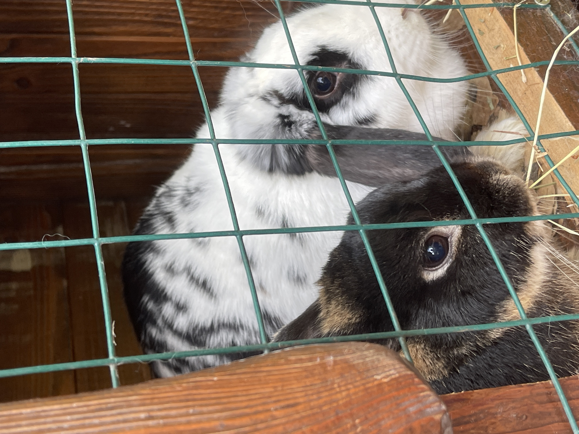 Two rabbits are in a cage. One rabbit is white with black spots and the other is black and brown. The cage is made of green wire. The background is a wooden structure. The location is Molokovo, Russia.