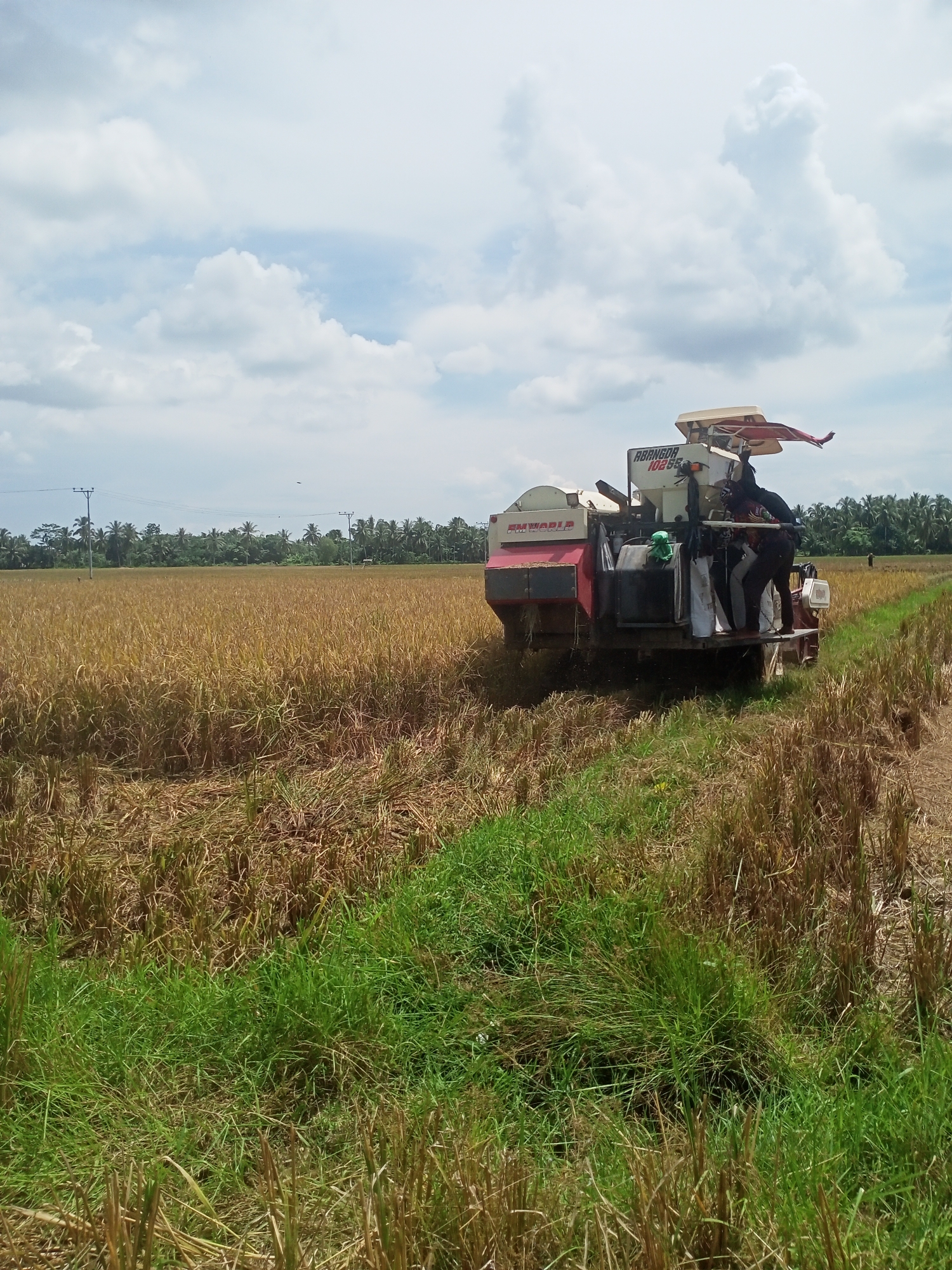 The image depicts a rice harvesting scene in Puntimatangkuli, Indonesia. A combine harvester is in operation, cutting through a field of ripe, golden-brown rice stalks. Two individuals are on the back of the combine harvester, likely overseeing the harvesting process. Cut rice stalks are visible in the foreground, and a strip of green grass separates the harvested area from the standing rice. The background shows a line of trees and utility poles against a partially cloudy sky.
