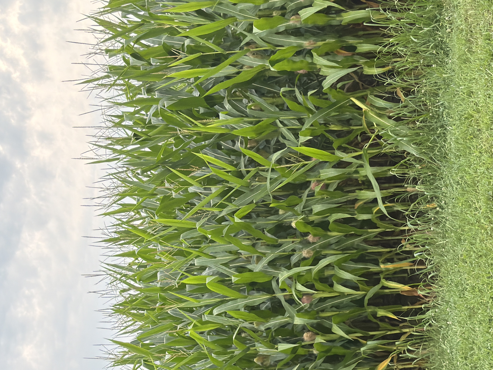 A close-up shot of a cornfield under a cloudy sky shows rows of tall green corn stalks with broad leaves and tassels reaching towards the sky. Some corn ears are visible lower down on the stalks. The foreground is filled with lush green grass, and the background is dominated by the dense cornfield, extending as far as the eye can see. The image captures a rural agricultural landscape, characteristic of the outskirts of Rogers, United States. The lighting suggests it is daytime, with overcast conditions.