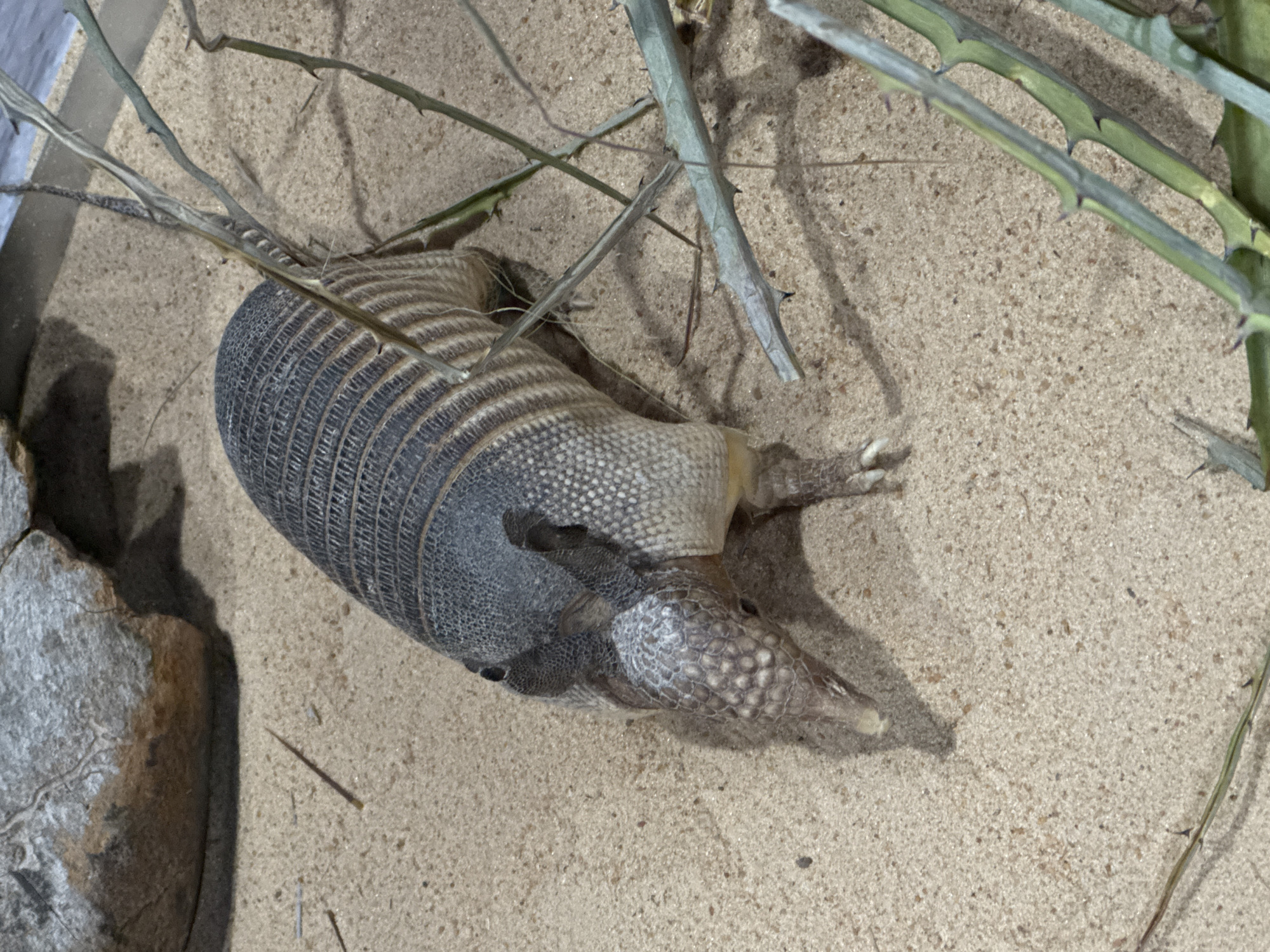 An armadillo stands on sandy ground, its segmented armor visible. In the background, a large rock formation is present. Several thin, thorny branches are scattered on the sand around the animal. The scene is lit from above, casting shadows on the sand. The location is not specified within the city of Niterói, Brazil.