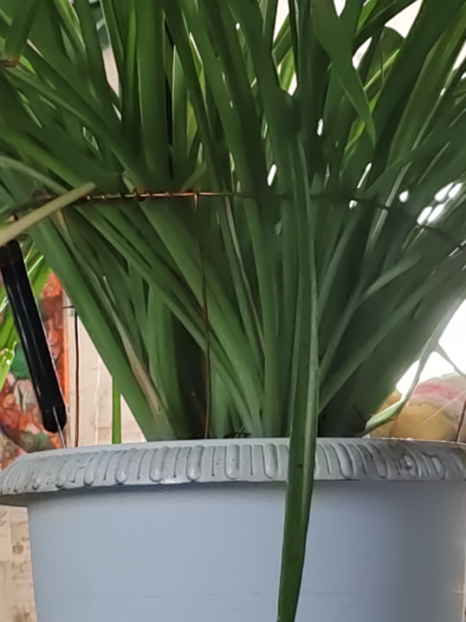 The image shows a close-up of a potted plant with long, green leaves. The pot is a light blue-gray color with a decorative rim. A thin wire or string is visible horizontally across the leaves, likely used to support or tie them. In the background, a black cylindrical object is partially visible on the left, and a blurry colorful object is behind it. The overall scene appears to be indoors, possibly in a residential setting. No specific location in a city in Russia can be determined from the provided image.