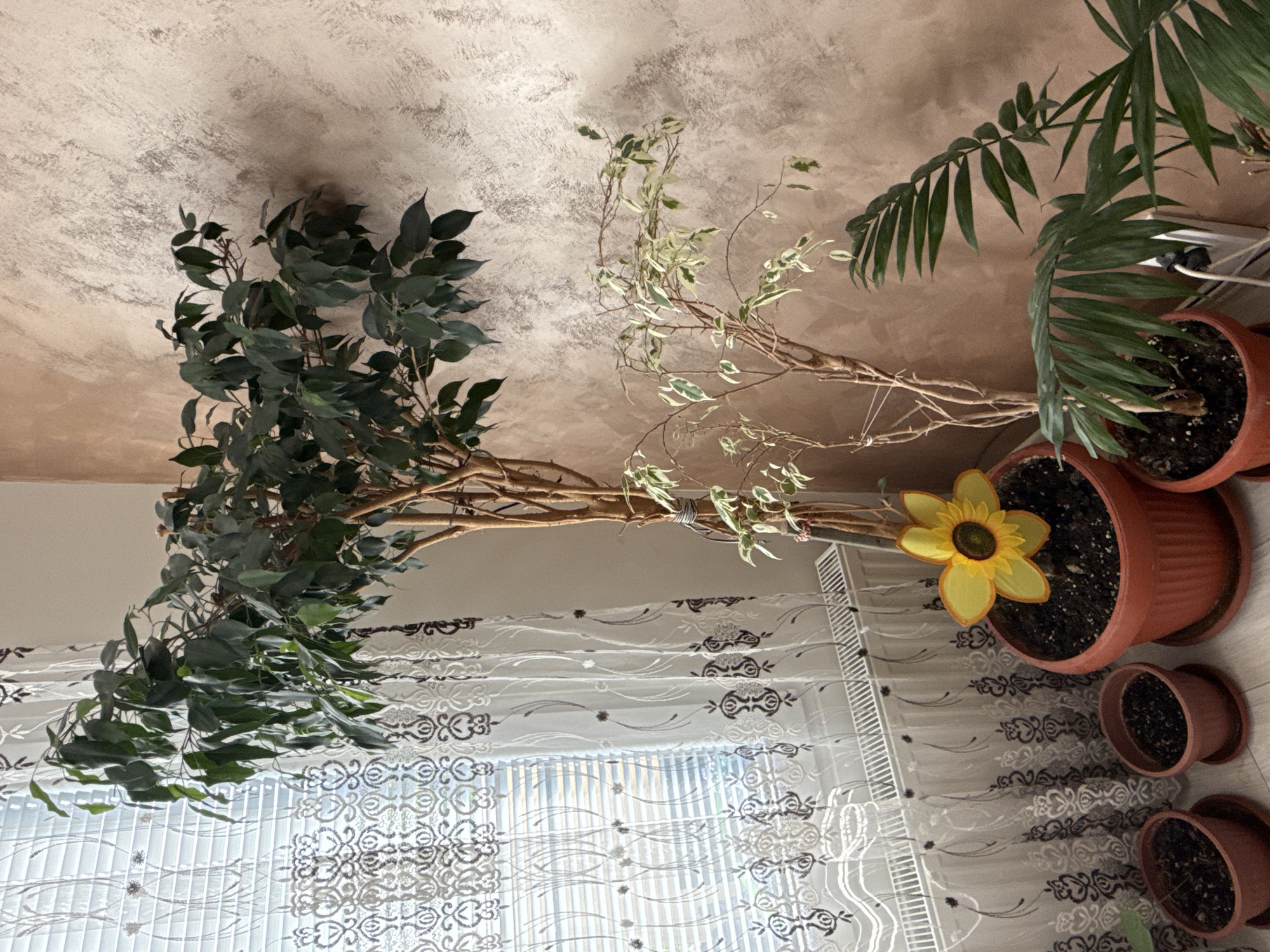 The image depicts an indoor scene, possibly in a home in Strazhitsa, Bulgaria. The view is oriented upward, suggesting the camera was positioned on a lower surface. A faux ficus tree and a palm plant are prominent, their branches and fronds extending towards the top of the frame. The ficus tree is divided, with one side sporting dark green leaves and the other with variegated leaves. The palm plant is positioned on the right side of the frame. These plants appear to be housed in terracotta pots, which are arranged in various sizes. A yellow artificial sunflower is stuck in one of the pots. A patterned semi-sheer curtain hangs in the background, partially obscuring a window. The ceiling is visible in the upper part of the image, featuring a textured surface with a mottled beige and cream color scheme. An electrical cord is draped near the palm plant. The overall environment is indoors, with artificial elements integrated among the natural foliage.