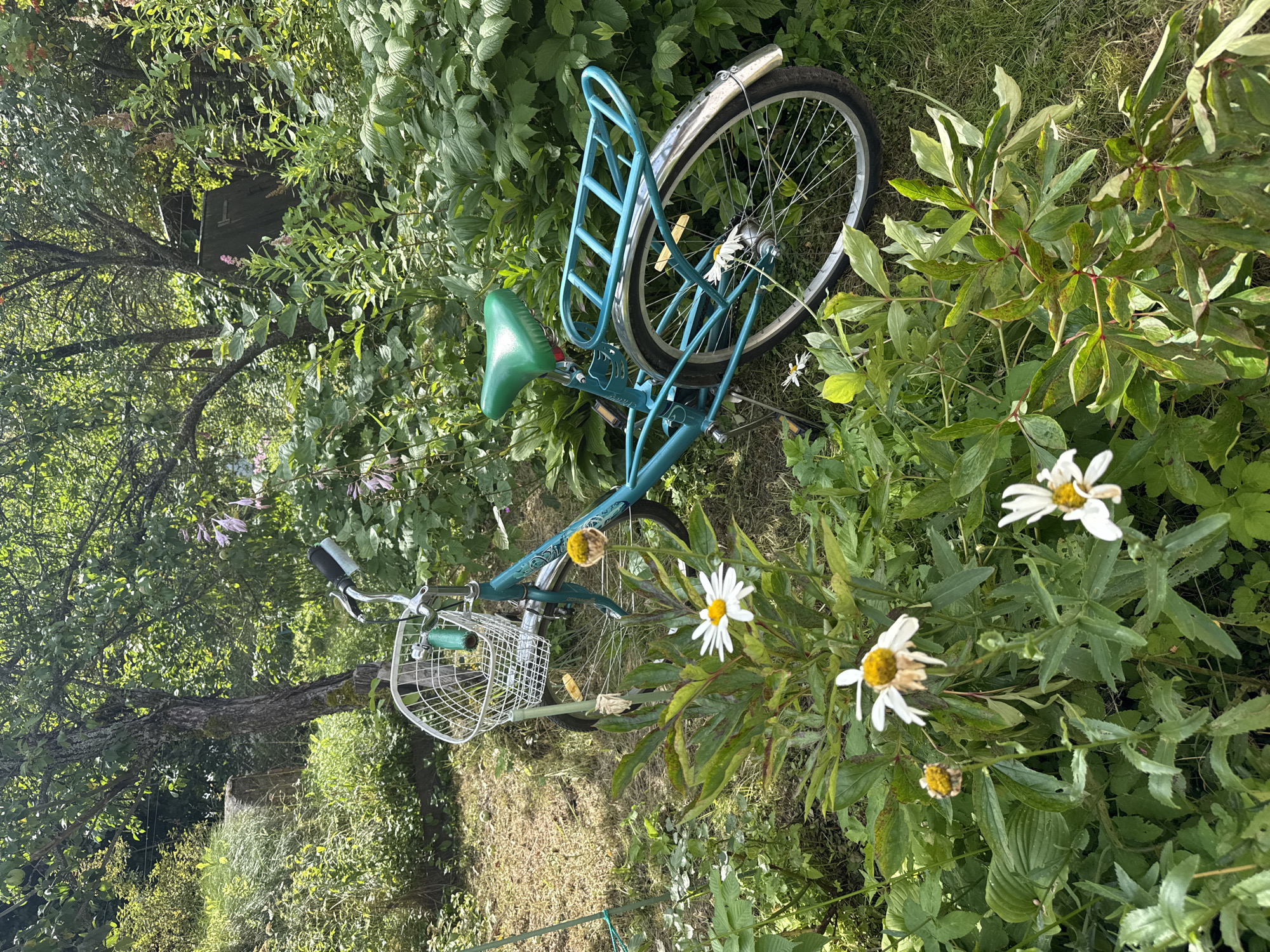 The image depicts a teal bicycle with a white basket and a green seat parked in a garden setting. The bicycle is leaning slightly to the right, with its rear wheel visible in the foreground, resting on green grass and surrounded by foliage. Several daisy-like flowers with white petals and yellow centers are blooming around the bicycle, with one flower placed on the spokes of the rear wheel. In the background, there are trees, dense green plants, and a wooden structure that appears to be a shed or outbuilding. The scene suggests a rural or semi-rural environment, likely a garden in Красная Пресня Снт, Russia. There are no people or animals present in the image. The lighting indicates it is daytime, with sunlight filtering through the trees.