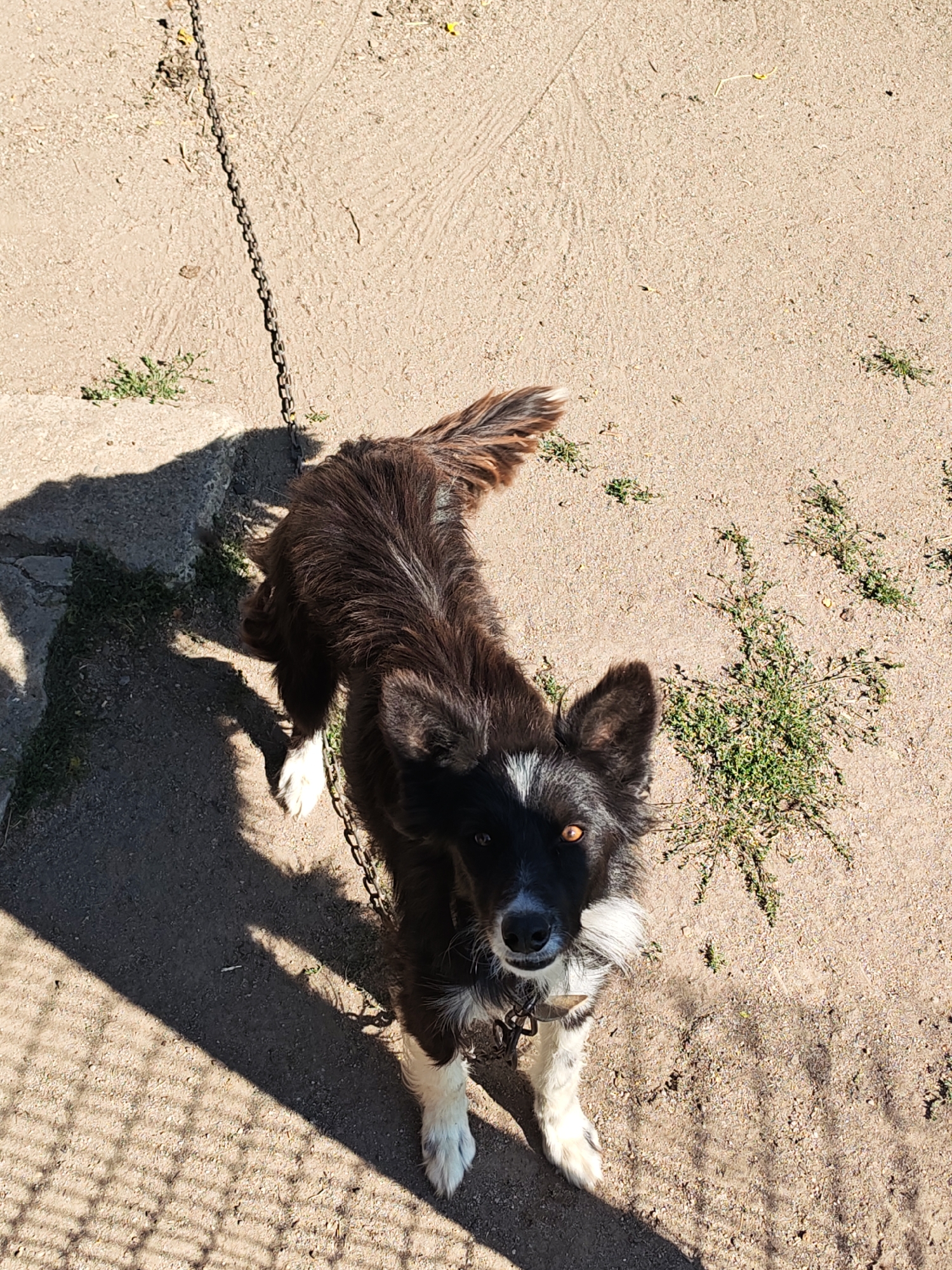 A medium-sized, black and white dog with alert, amber eyes stands on a sandy ground next to a grey concrete surface. The dog is tethered by a chain. The chain extends upwards and out of frame to the top left. The dog's fur is predominantly black with white markings on its chest, paws, and a distinctive white blaze on its forehead. Sparse green weeds grow in patches on the sandy ground. A distinct shadow of a fence or lattice is cast on the lower left side of the image, creating a patterned effect on the ground. The lighting suggests a sunny day, with harsh shadows. The overall environment appears to be an outdoor area, possibly a yard or enclosure, in Byal Izvor, Bulgaria.