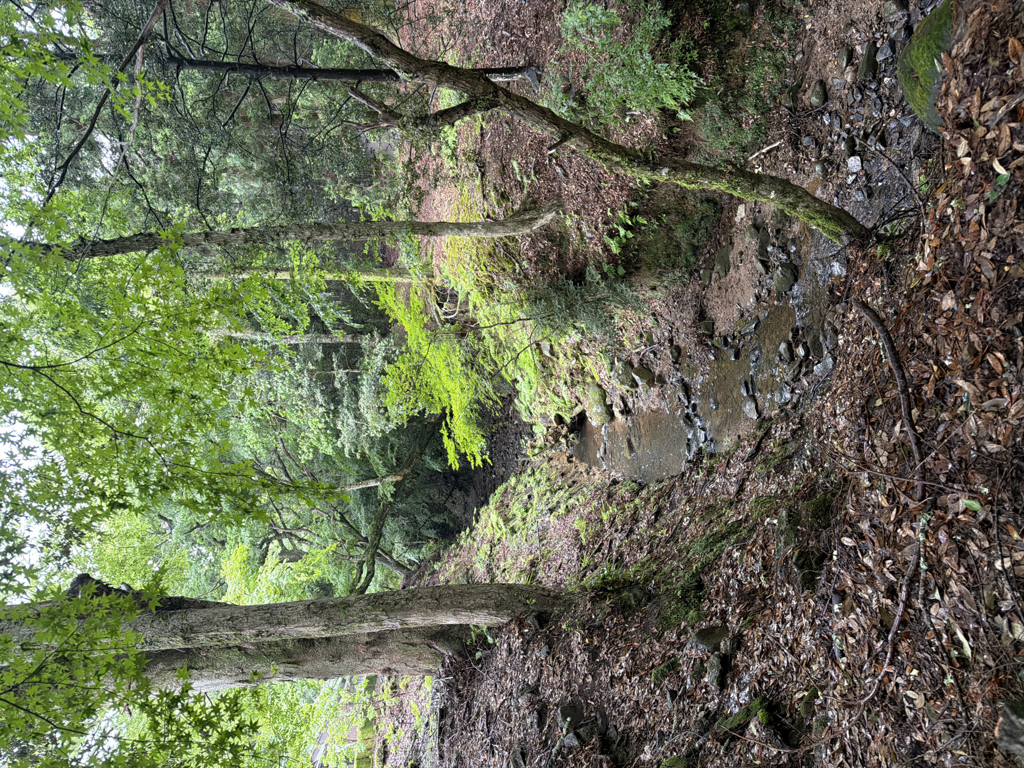 This vertical-format image depicts a forested valley or gorge located in Nara, Japan. A narrow, shallow stream with a rocky bed flows from the upper-center towards the lower-center of the frame, flanked by steep, vegetated slopes. The scene is dominated by dense tree cover, featuring vibrant green deciduous foliage, particularly noticeable on canopy and mid-story trees, intermingled with darker evergreen species in the background. Several tree trunks, varying in girth and some covered in green moss, are visible on both slopes. On the left slope, behind a prominent, large tree, faint moss-covered stone structures are discernible. The ground throughout the slopes is covered with a thick layer of brown, fallen leaves, interspersed with patches of green moss and small ferns, especially along the stream banks. Numerous rocks and stones are present on the slopes and form the bed of the flowing stream. The lighting suggests natural daylight, possibly diffused by an overcast sky or dense overhead canopy. No individuals, animals, or direct evidence of human activity are depicted within the primary scene.