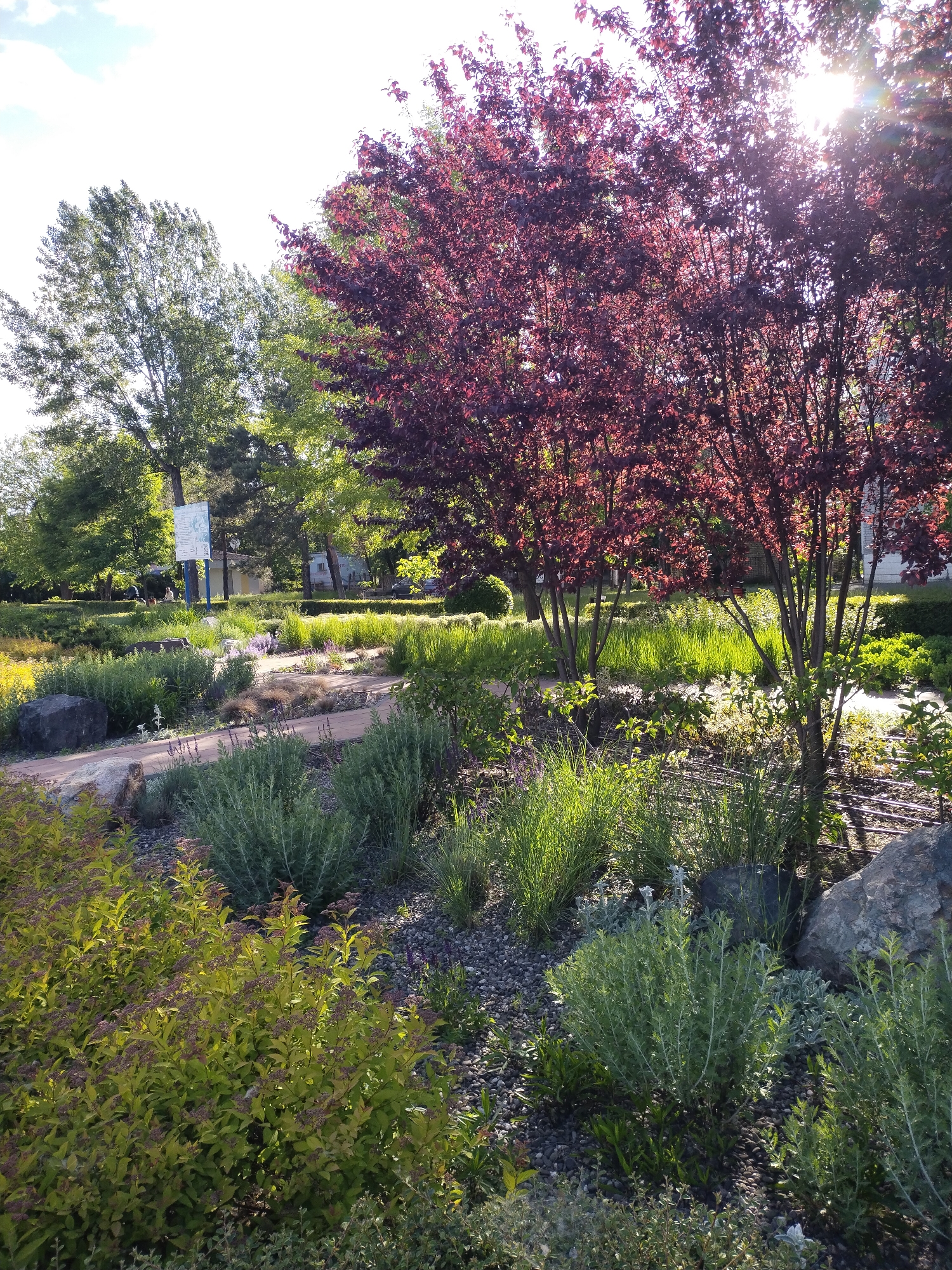 The image depicts a garden in Horishni Plavni, Ukraine. The foreground features a variety of plants, including low-lying green bushes, taller grass-like plants, and a golden-leaved shrub. Small rocks are scattered among the plants. A path winds through the garden, leading towards the center of the image. Behind the path are more plants and trees, including a tree with deep red leaves that dominates the right side of the frame. In the background, there are other trees, a sign, and glimpses of buildings. The sun is shining, creating a bright and airy atmosphere.