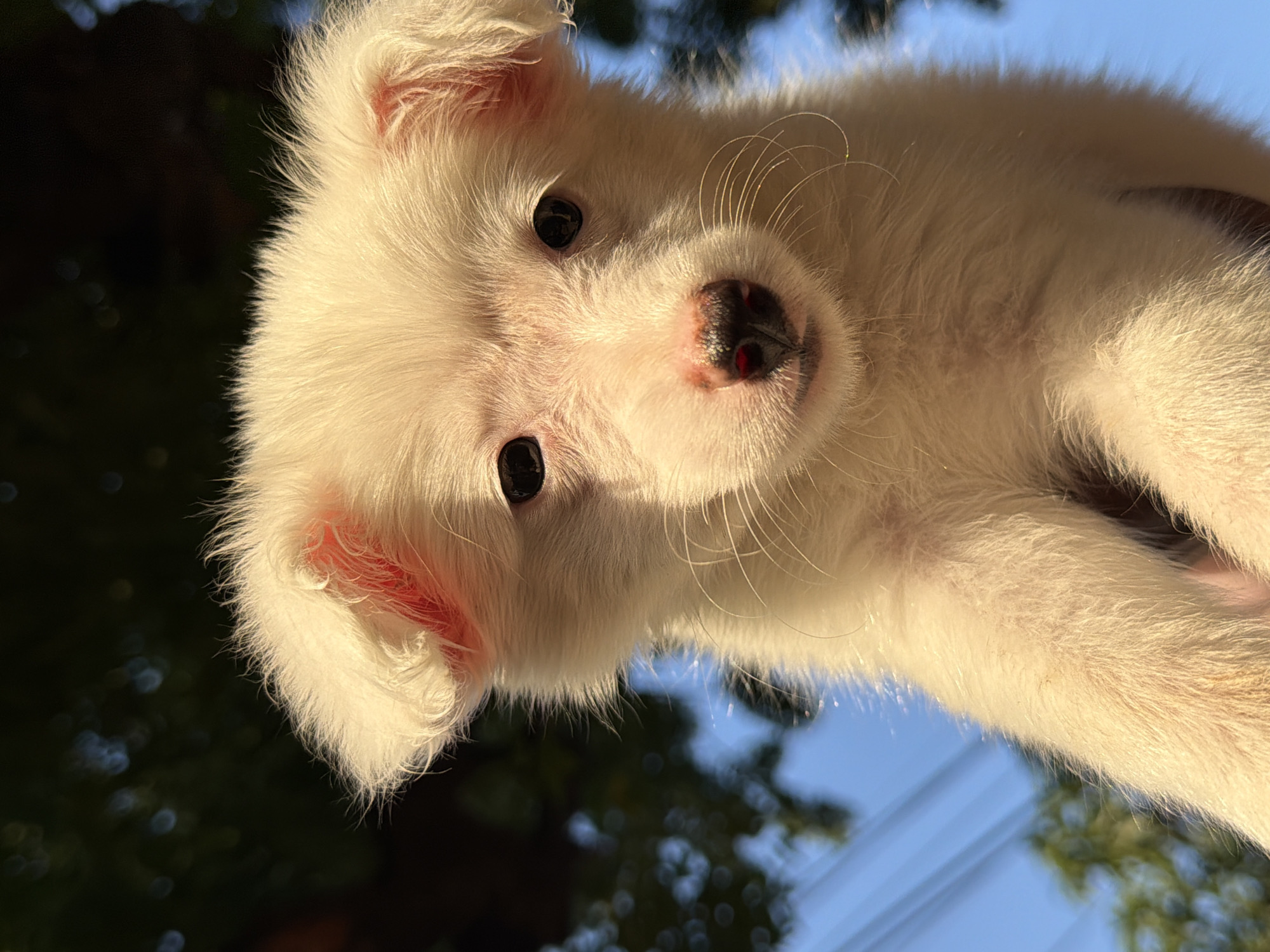 An extreme close-up, low-angle shot captures the head and upper torso of a fluffy, white puppy. The puppy's face is centrally positioned, with dark, wide-set eyes and a small, black nose with red accents. Its ears are pink and furry, standing slightly erect. Wispy white whiskers extend from its muzzle. The background is softly blurred, featuring a mix of dark green foliage and a bright blue sky. The lighting suggests a sunny day, with a warm glow highlighting the puppy's fur. The image was taken in Dar es Salaam, Tanzania, outdoors.