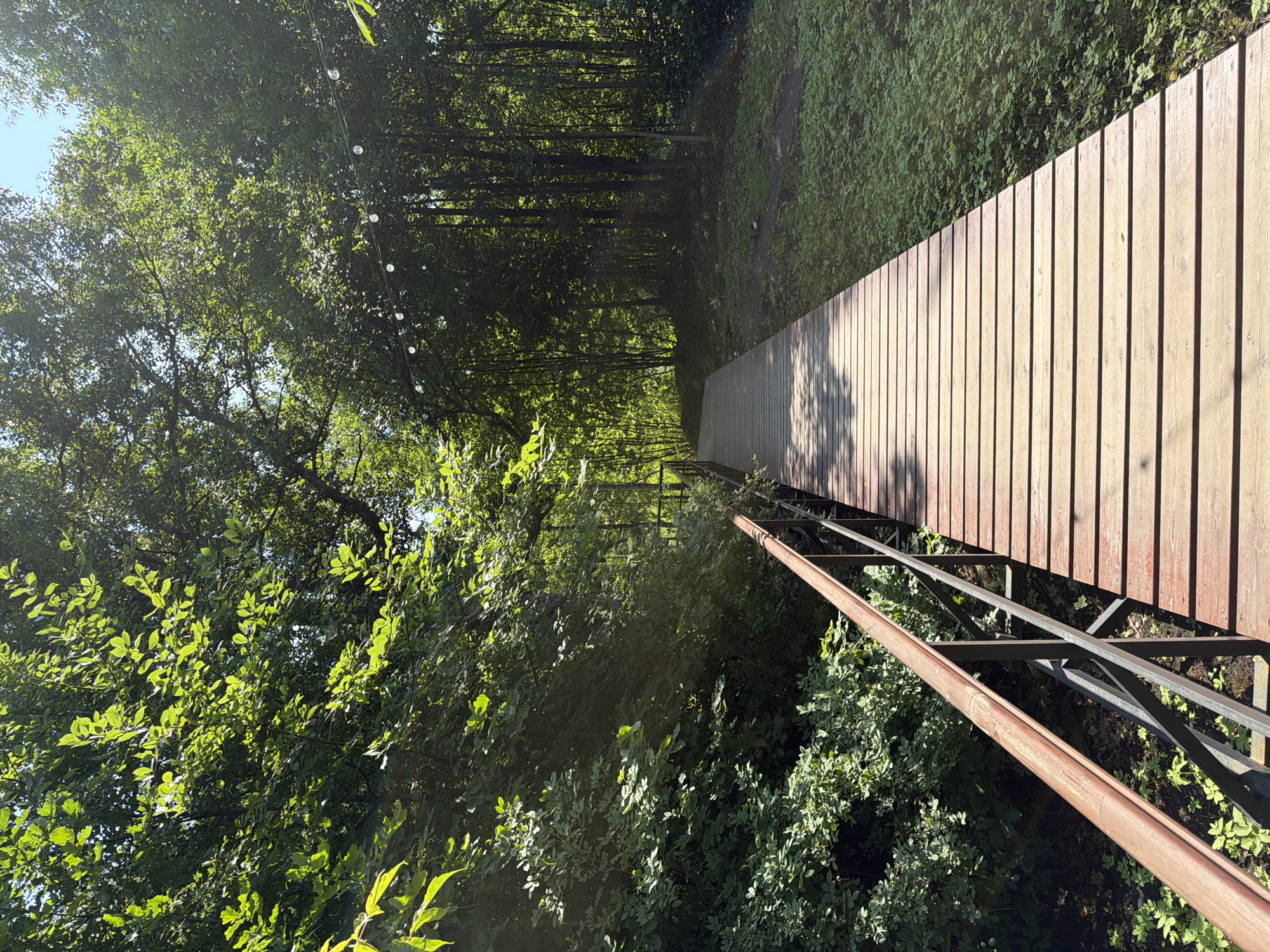 A wooden boardwalk with metal railings curves through a densely vegetated area. The boardwalk, made of light-colored planks, is angled to the right in the foreground and recedes into the distance. Sunlight casts shadows across the boardwalk, highlighting the texture of the wood. Lush green foliage, including trees with dappled sunlight filtering through their leaves, surrounds the boardwalk on both sides. In the background, more trees form a dense forest. A string of small, clear light bulbs is visible strung between trees in the upper right portion of the image. The scene appears to be a park or natural area, likely in Lisy Nos, Russia, given the context provided. There are no people or animals visible in the image.