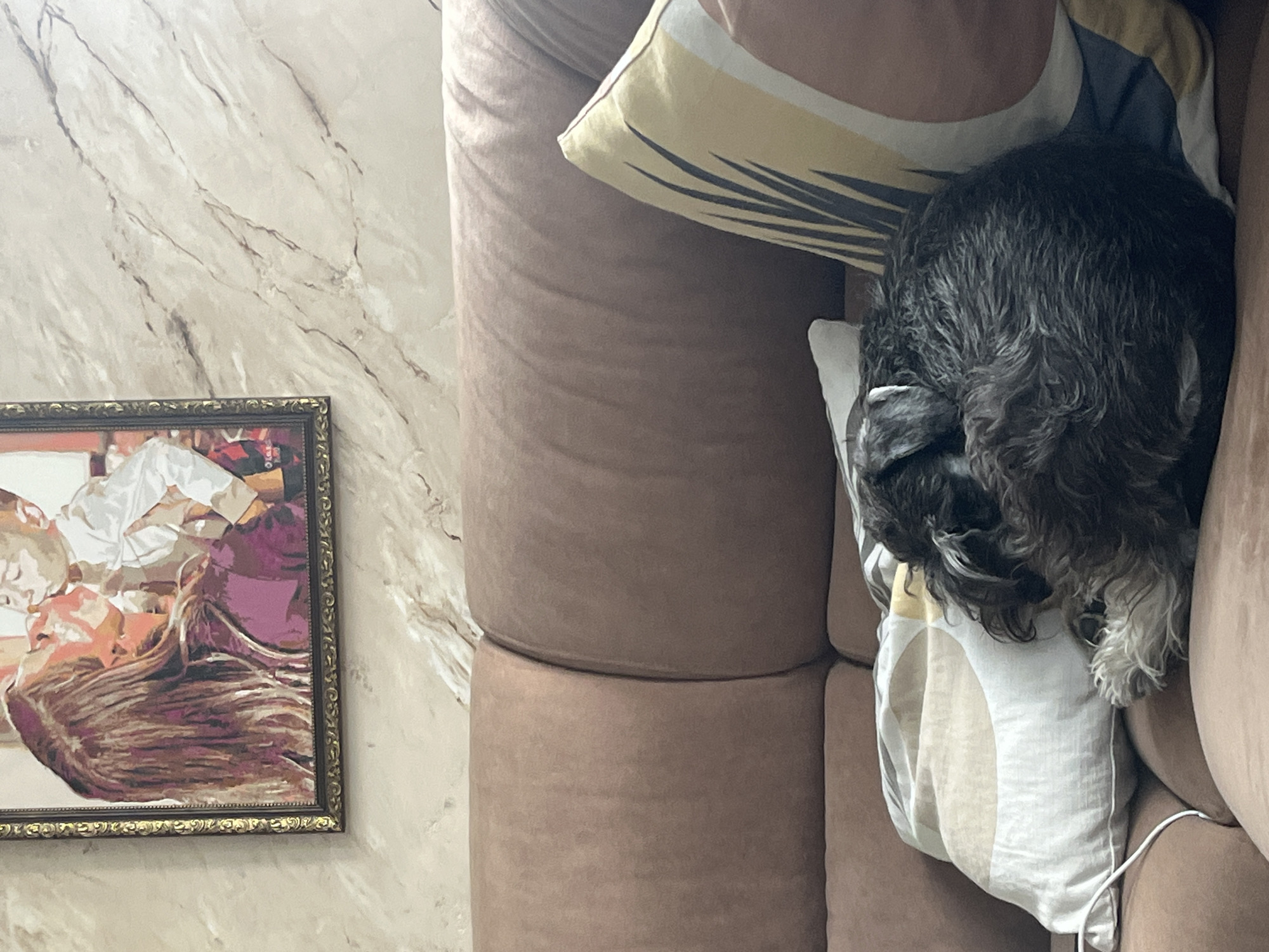 The image shows a miniature schnauzer curled up asleep on a brown sofa in an indoor setting. The dog is dark gray with some lighter gray fur around its muzzle and paws. It is resting its head on a patterned pillow with geometric designs in white, beige, and yellow. Another pillow with a similar pattern is visible to the right of the dog. Behind the sofa, a framed picture hangs on a marble-patterned wall. The picture depicts a woman with long brown hair kissing a child who is wearing a white shirt. The lighting in the room appears to be natural and soft. The overall scene suggests a peaceful and domestic atmosphere. This image was taken in Vladimirovka, Russia.