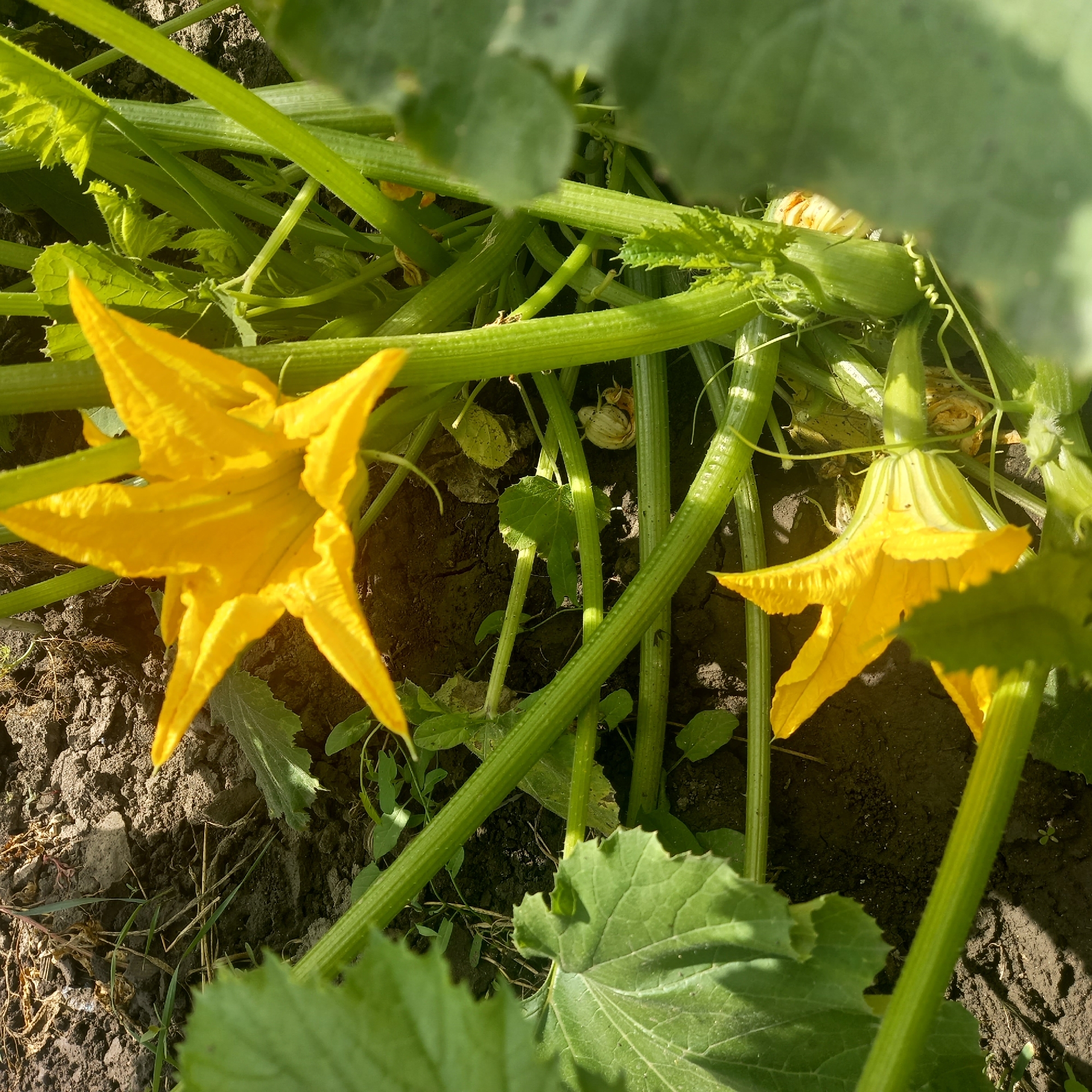 In Cepeleuți, Moldova, this image captures a close-up view of a zucchini plant thriving in garden soil. Two vibrant yellow zucchini flowers dominate the foreground, their petals unfurled and reaching outwards. Thick, ribbed green stems weave through the frame, supporting the blossoms and large, textured green leaves. The dark, rich soil provides a contrasting backdrop, with scattered dry debris and small green weeds suggesting a natural, untended environment. The lighting indicates it is daytime, with sunlight casting subtle shadows and highlighting the textures of the plant and soil. No people or animals are present.