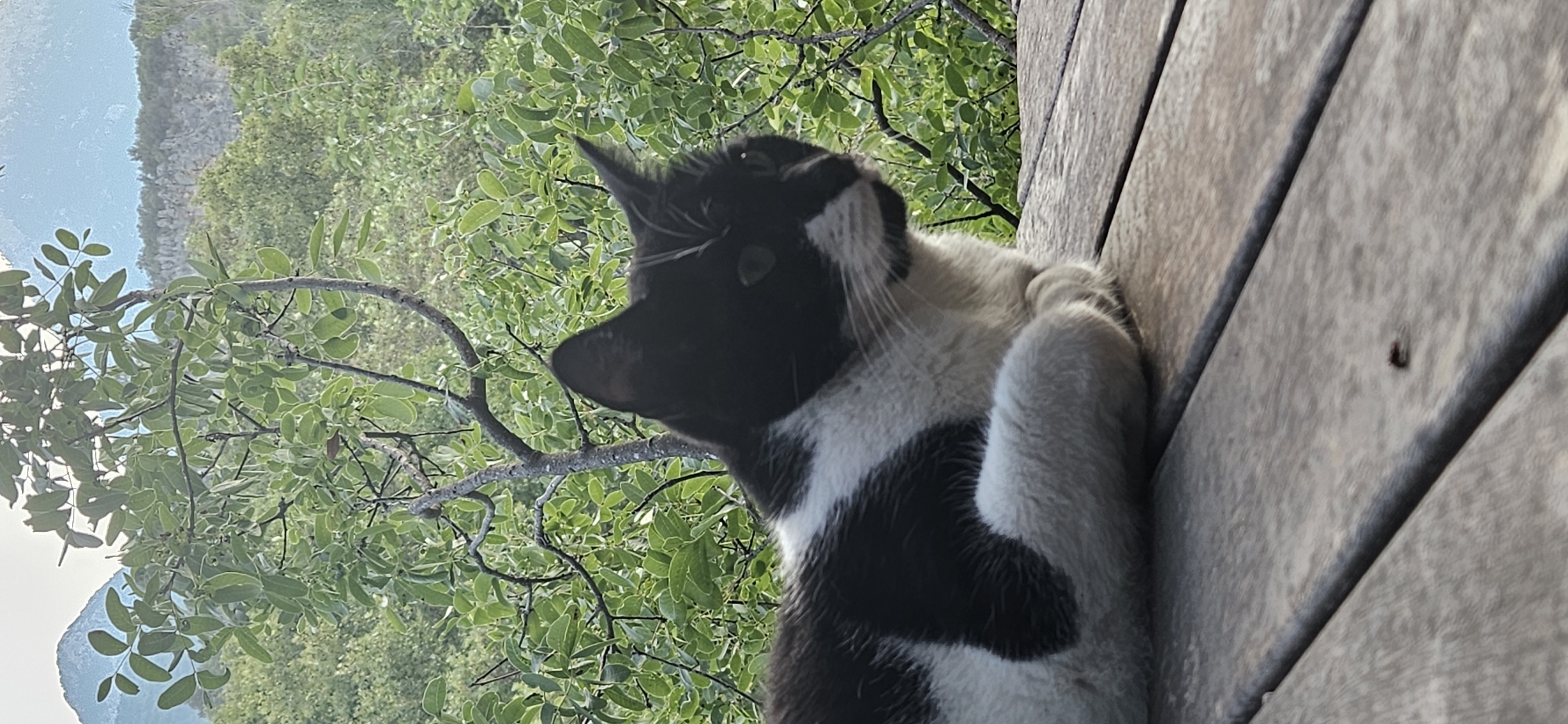 A black and white cat is resting on a wooden deck. The cat is facing to the right and appears alert. Behind the cat, lush green trees and foliage form a dense background. In the distance, hazy mountains rise against a pale sky. The overall scene suggests a natural, outdoor setting, possibly a garden or a deck with a view of a mountainous landscape. The location is identified as Konyaaltı, Turkey. There are no people or interactions visible in the image.