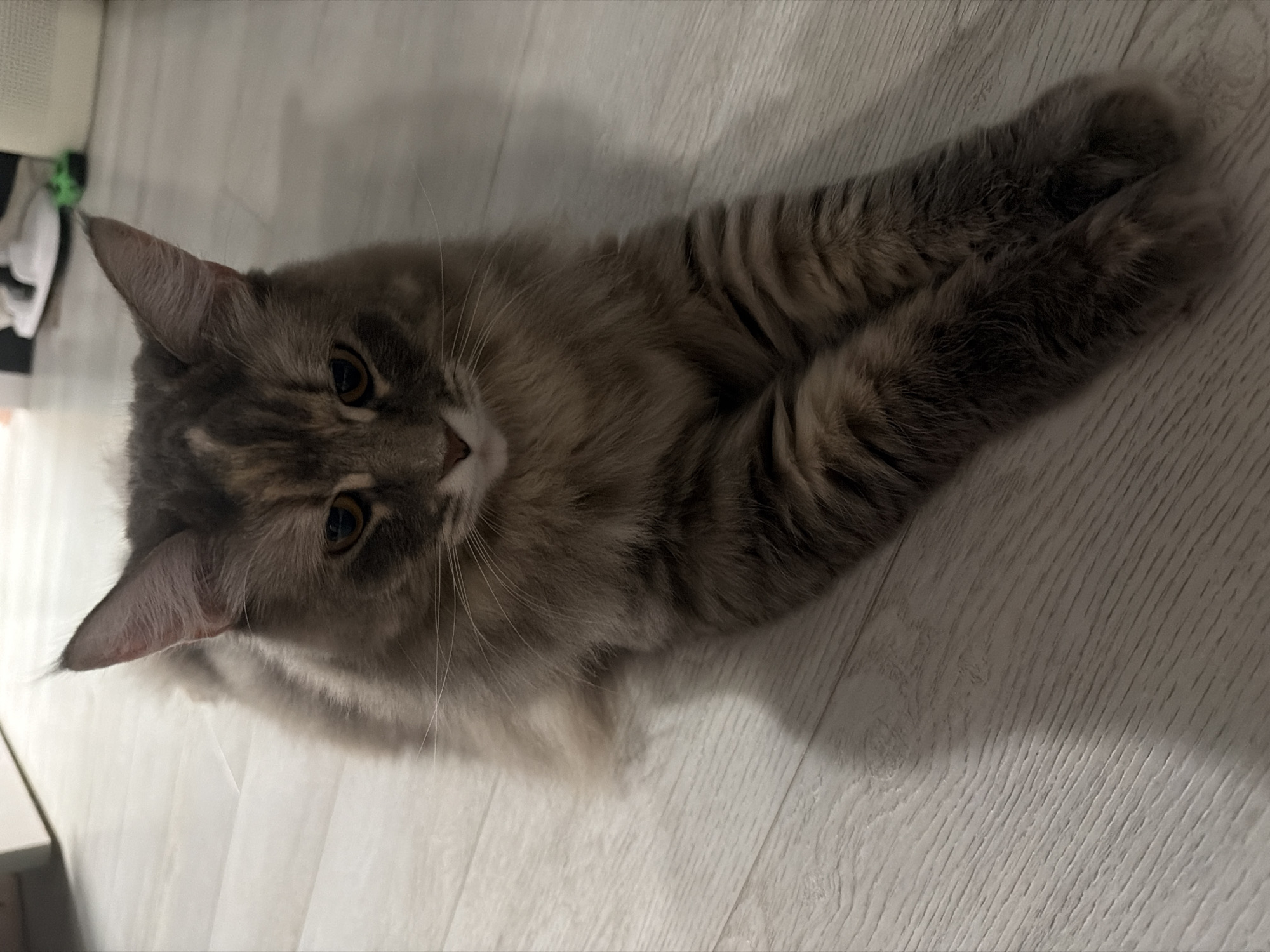 An indoor, eye-level, medium shot shows a long-haired cat lying down on a light-colored wooden floor. The cat is facing the camera with its front paws extended forward and crossed. Its fur is a mix of gray, brown, and cream colors with distinct stripes on its paws. The cat has prominent ears and light brown eyes. The background is out of focus but shows a light-colored wall or furniture on the left and some objects on the right, including what appears to be white shoes. The lighting suggests an indoor setting, possibly at night or in a dimly lit room, as indicated by the shadow cast by the cat. The floor has a wood-grain texture.