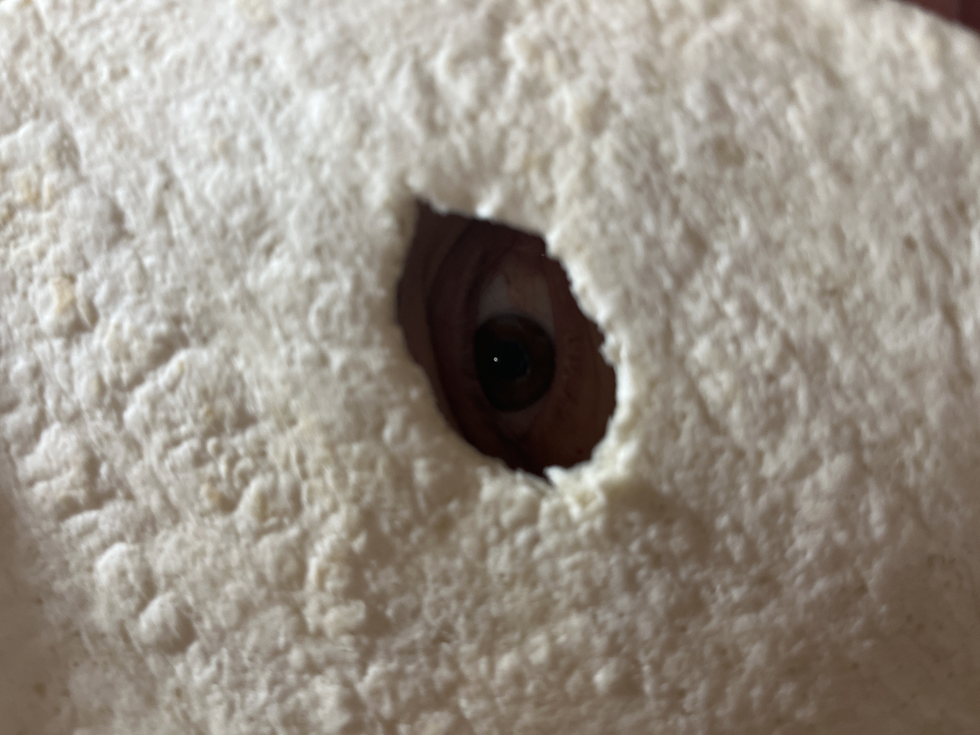 A close-up photograph shows an eye peering through a hole in what appears to be a piece of white, porous material, possibly bread or styrofoam. The eye has a brown iris and a dark pupil with a visible reflection of light. The texture of the white material surrounding the hole is rough and uneven. No information allows the conclusion that this image was taken in the city of Chaikovsky, Russia.